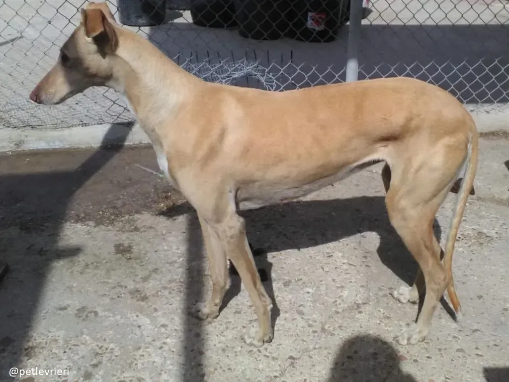 india adozione galgo 1