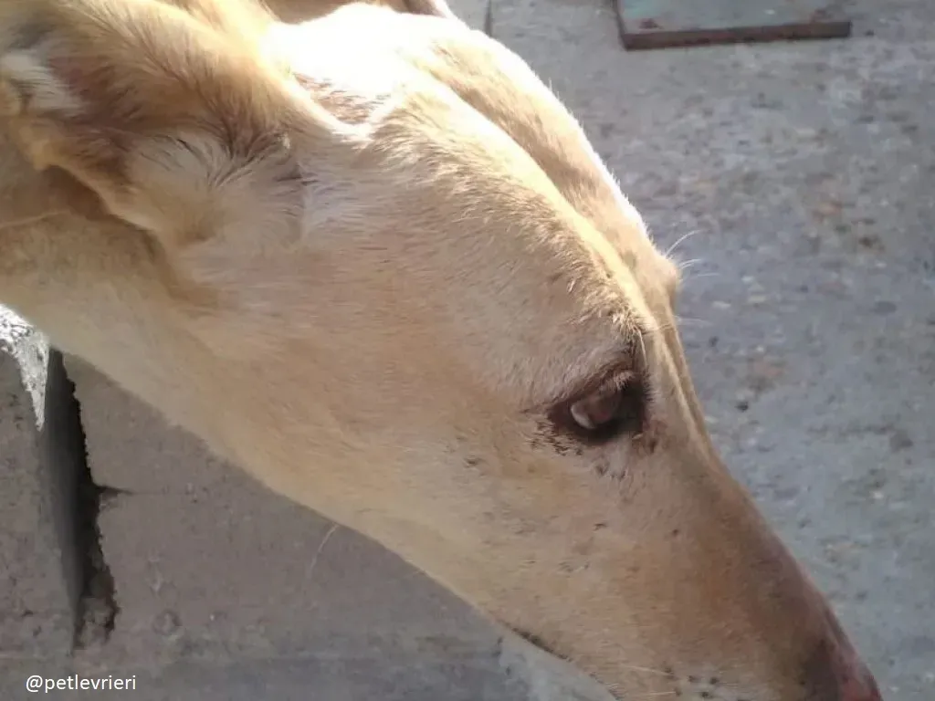 india adozione galgo 2