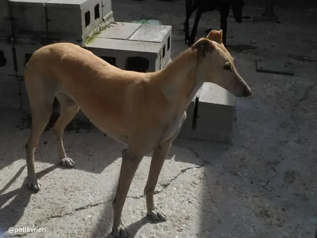 india adozione galgo 3