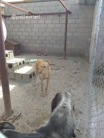 india adozione galgo