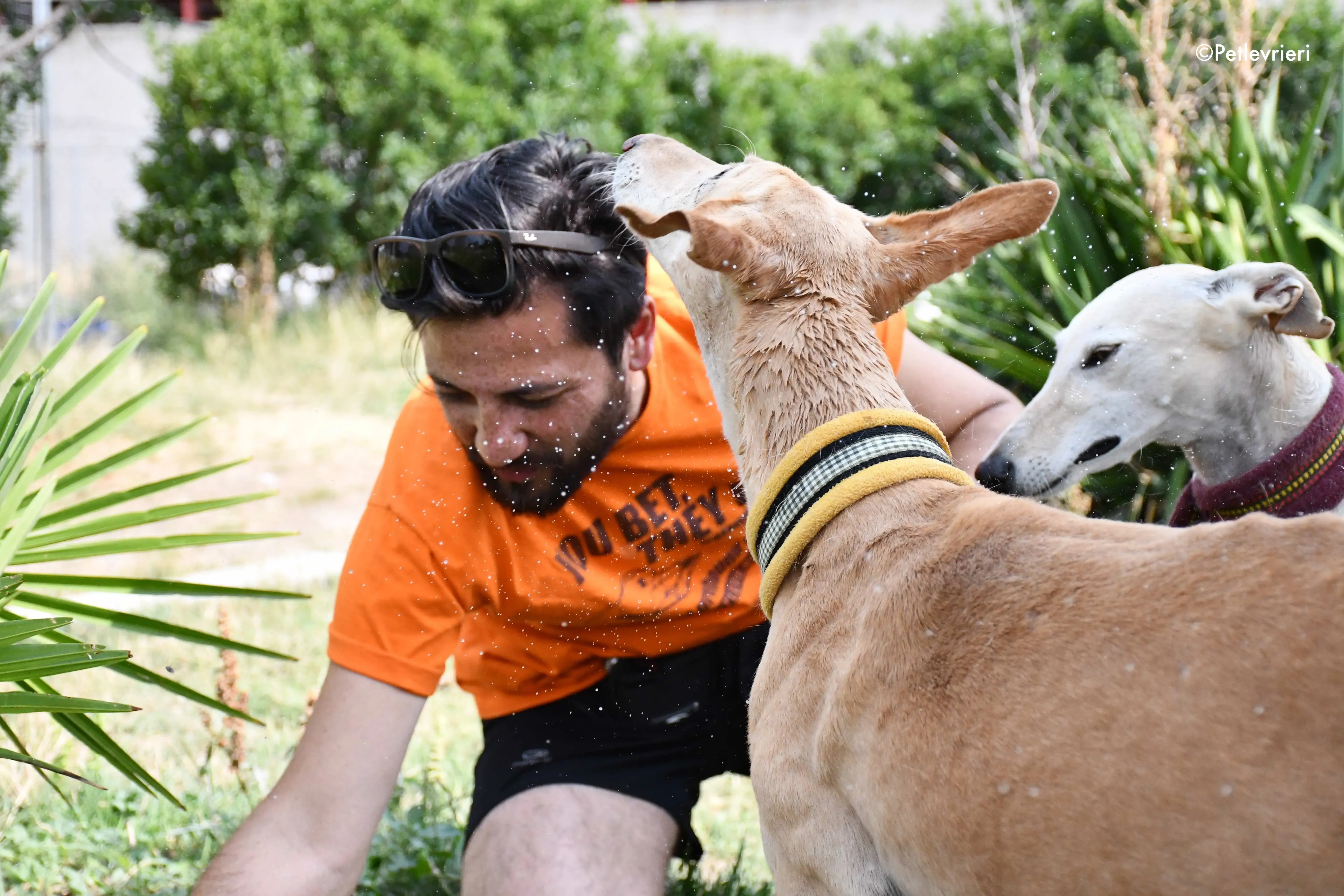 india adozione levrieri galgo 