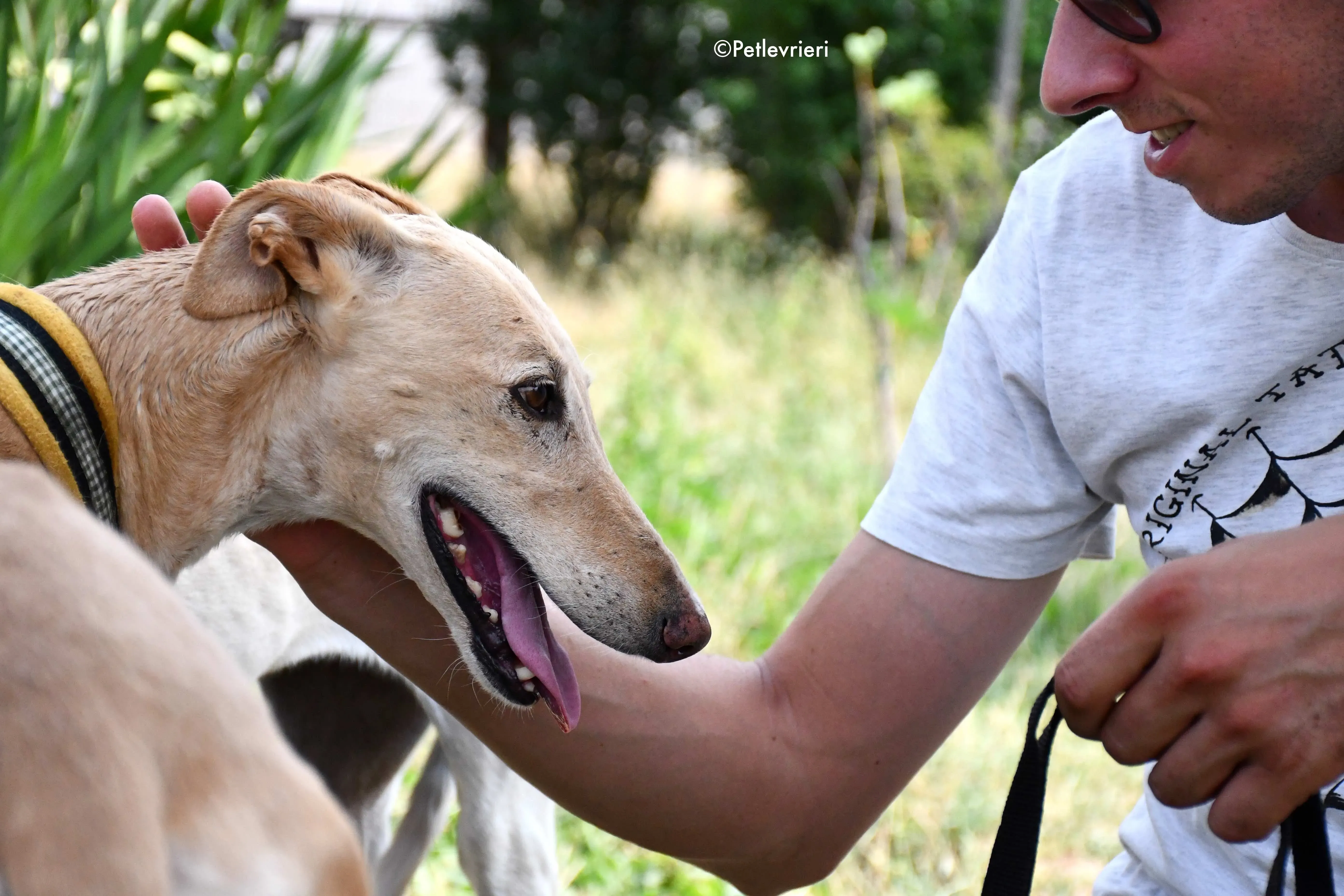 india adozione levrieri galgo 1 1