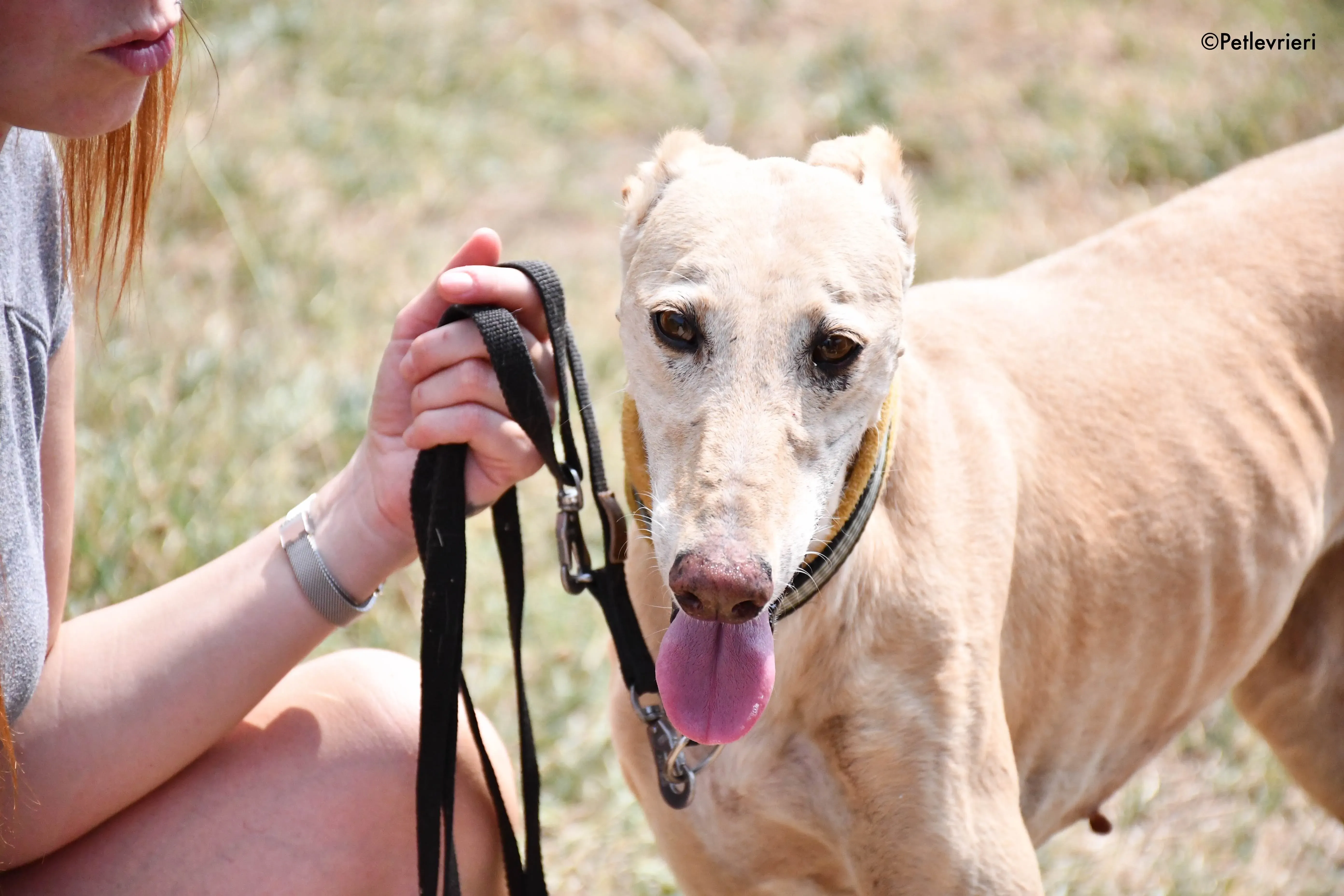 india adozione levrieri galgo 1