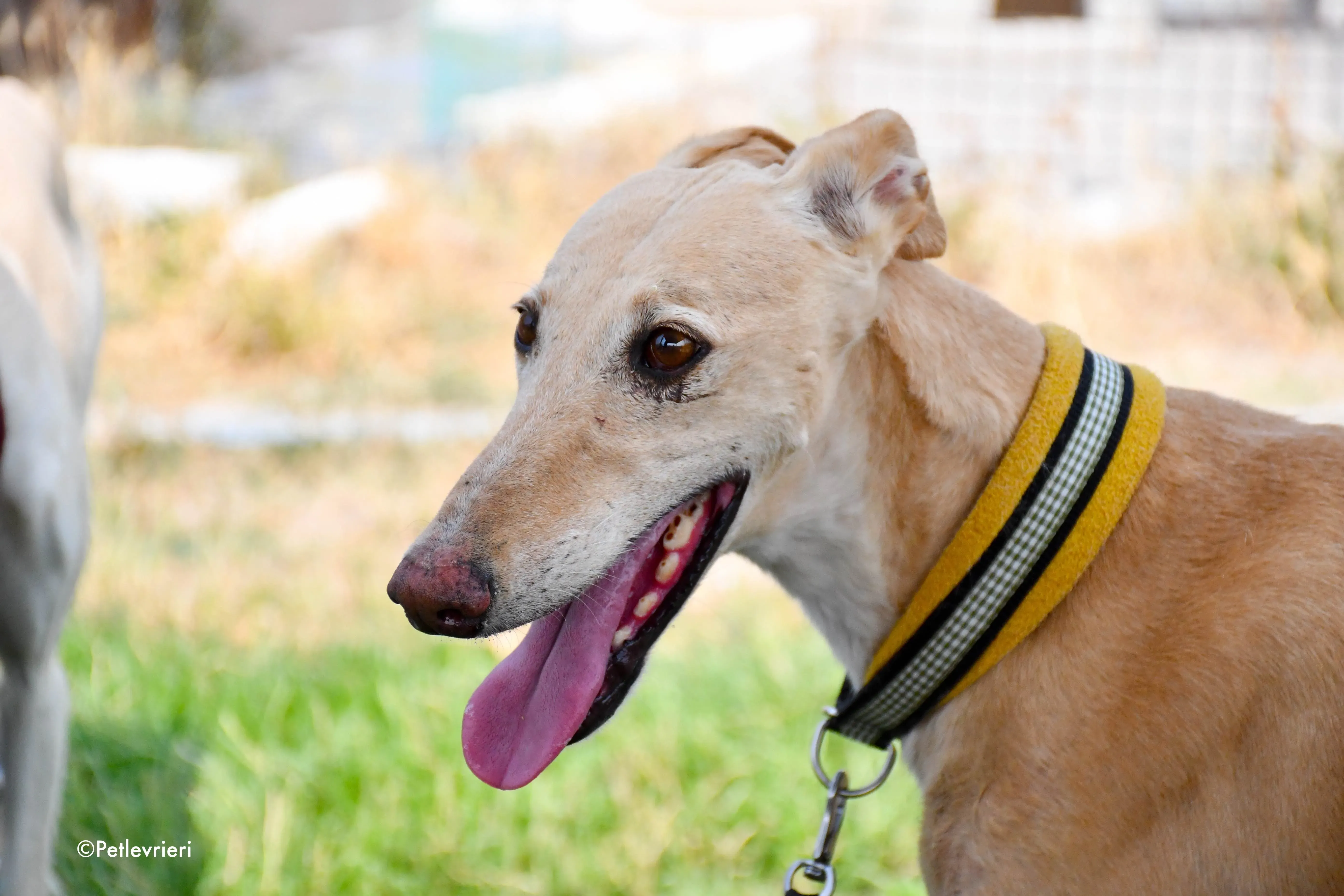 india adozione levrieri galgo 10