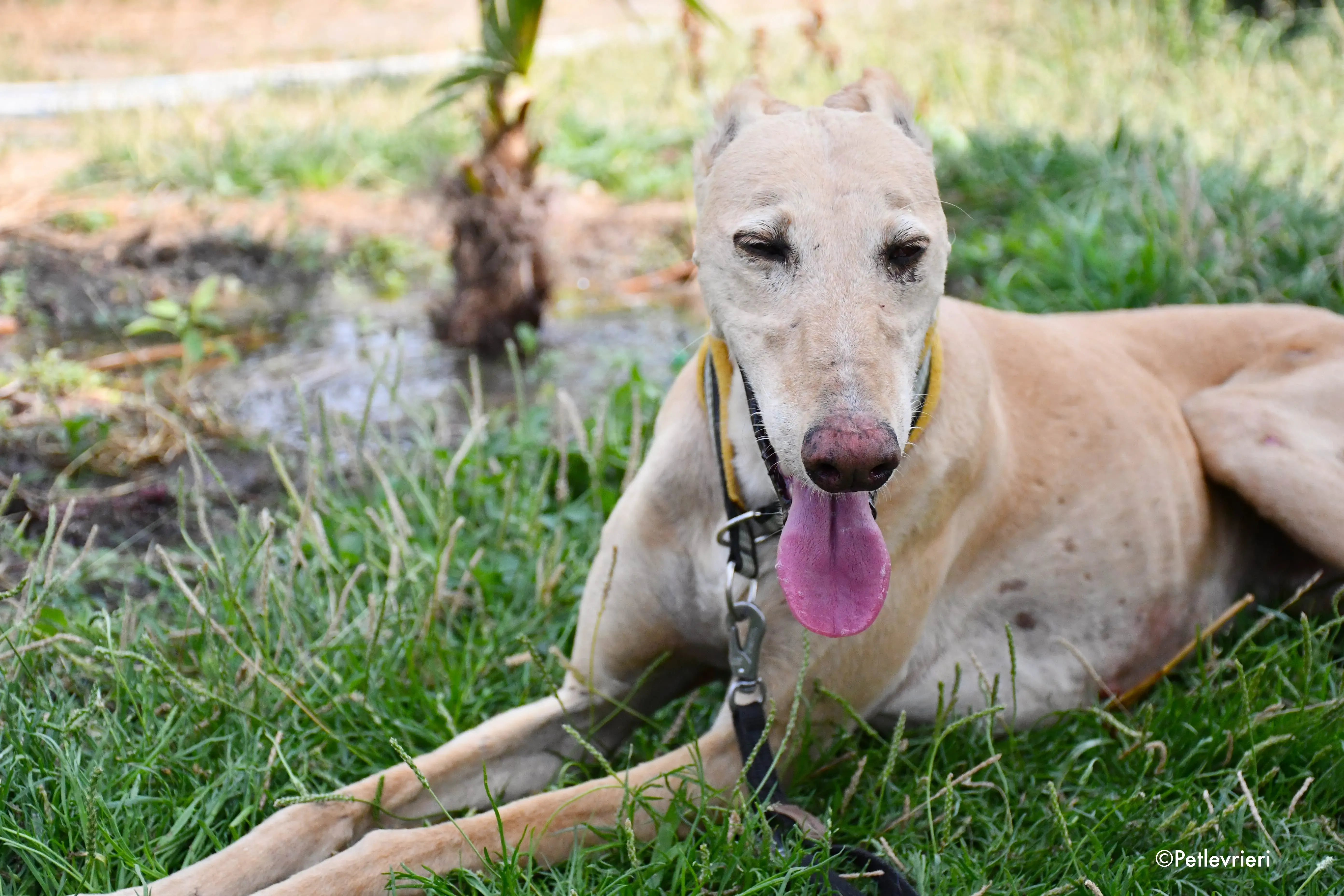 india adozione levrieri galgo 11