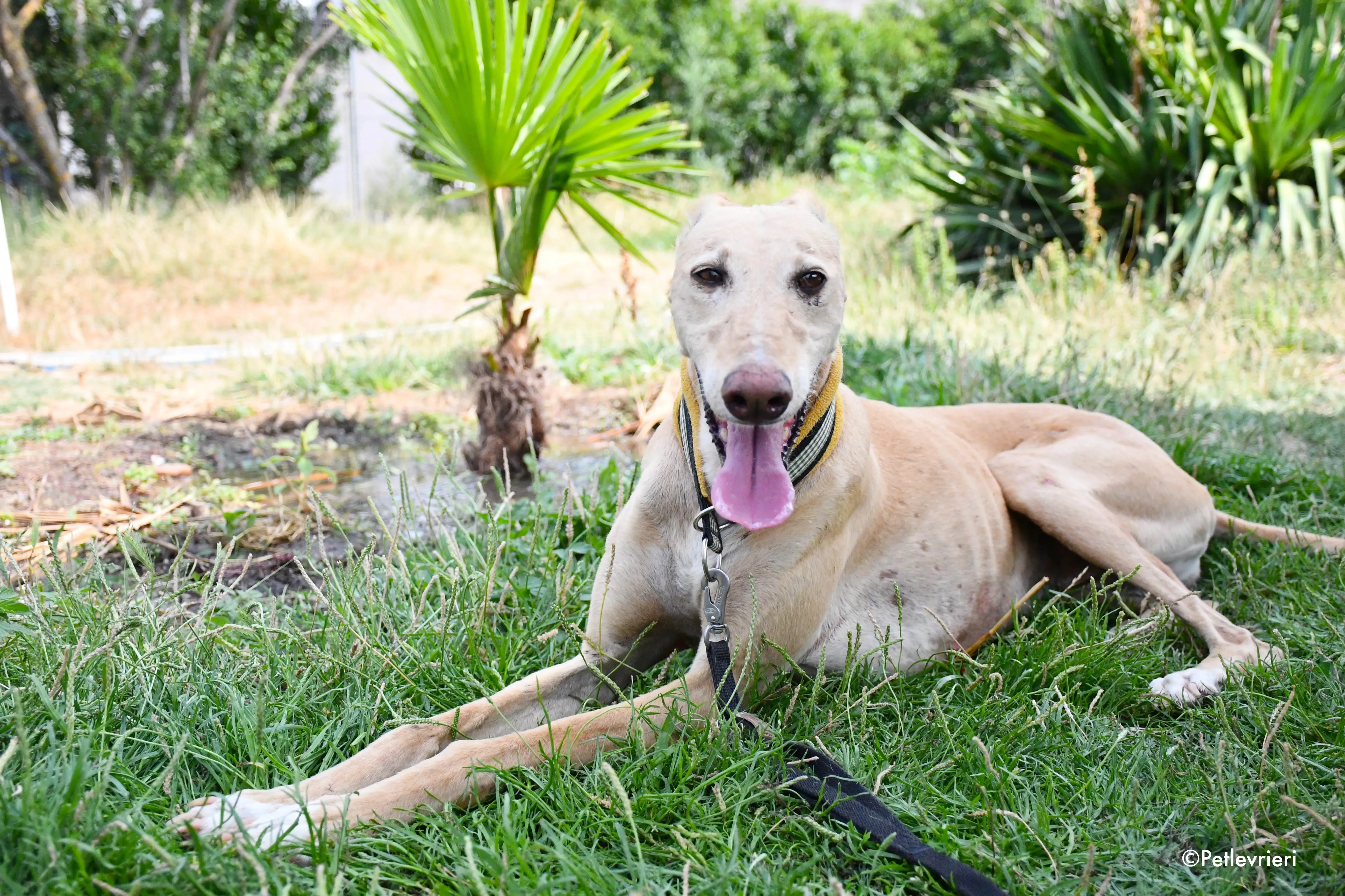 india adozione levrieri galgo 12