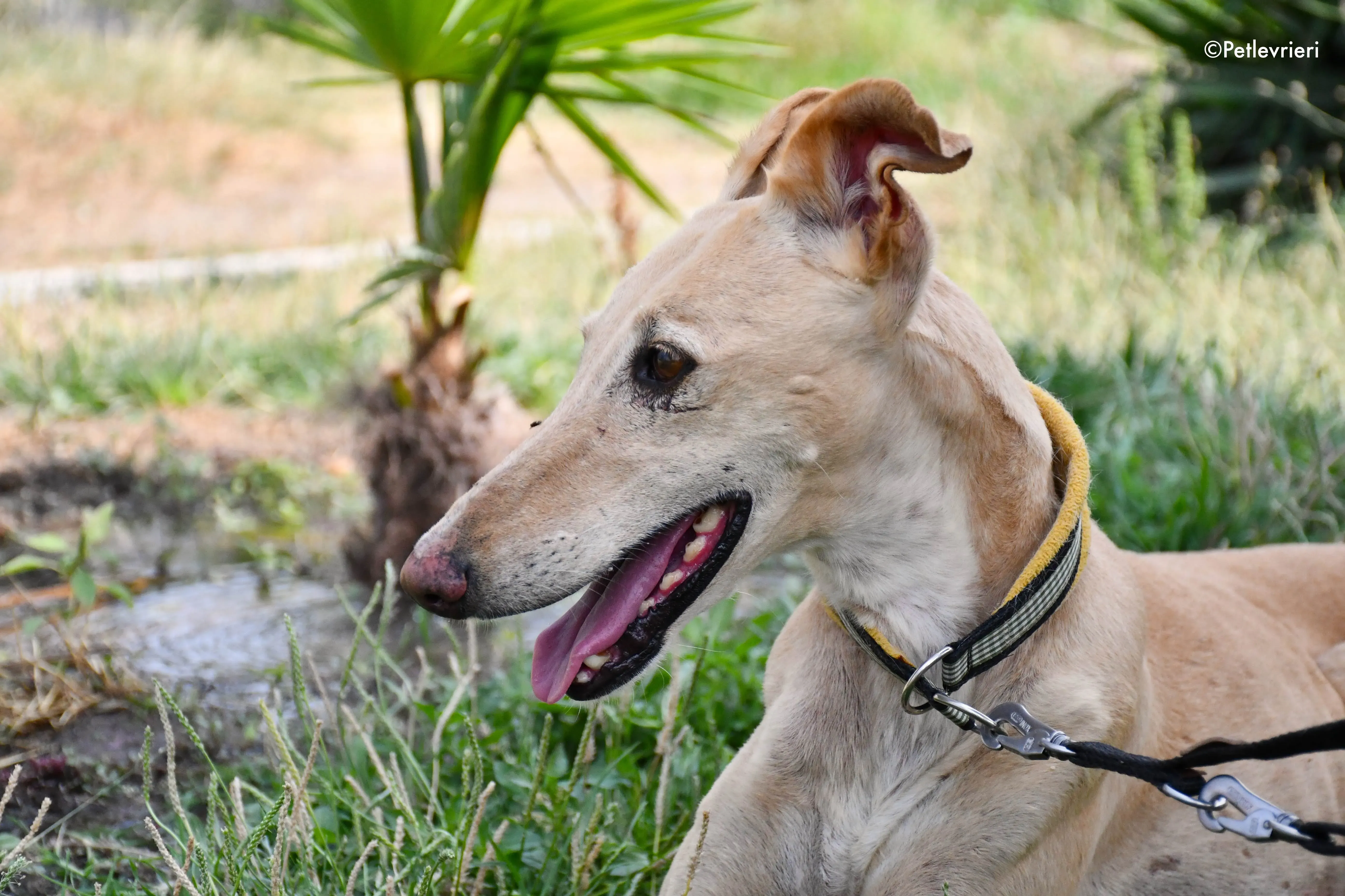 india adozione levrieri galgo 13