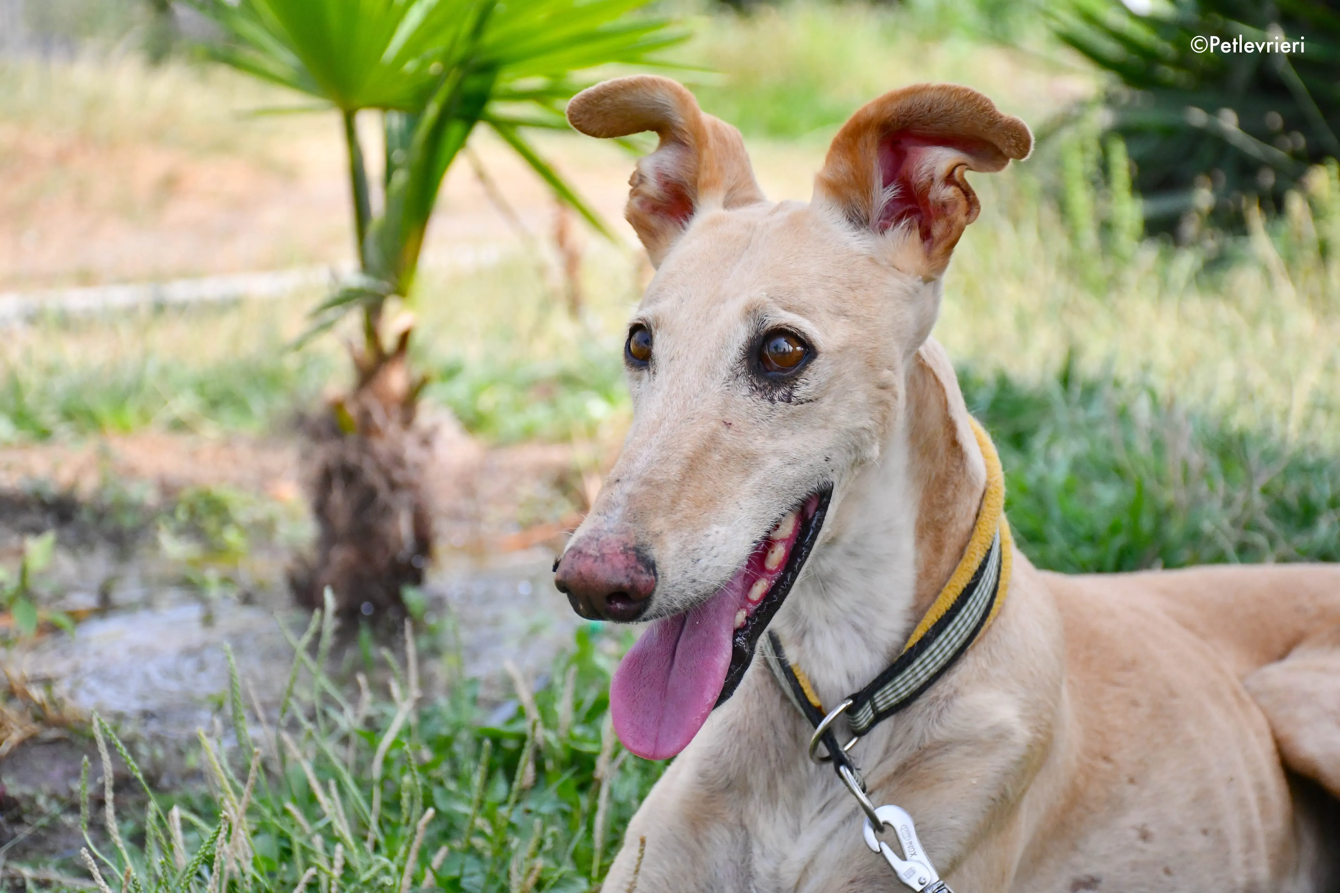 india adozione levrieri galgo 14