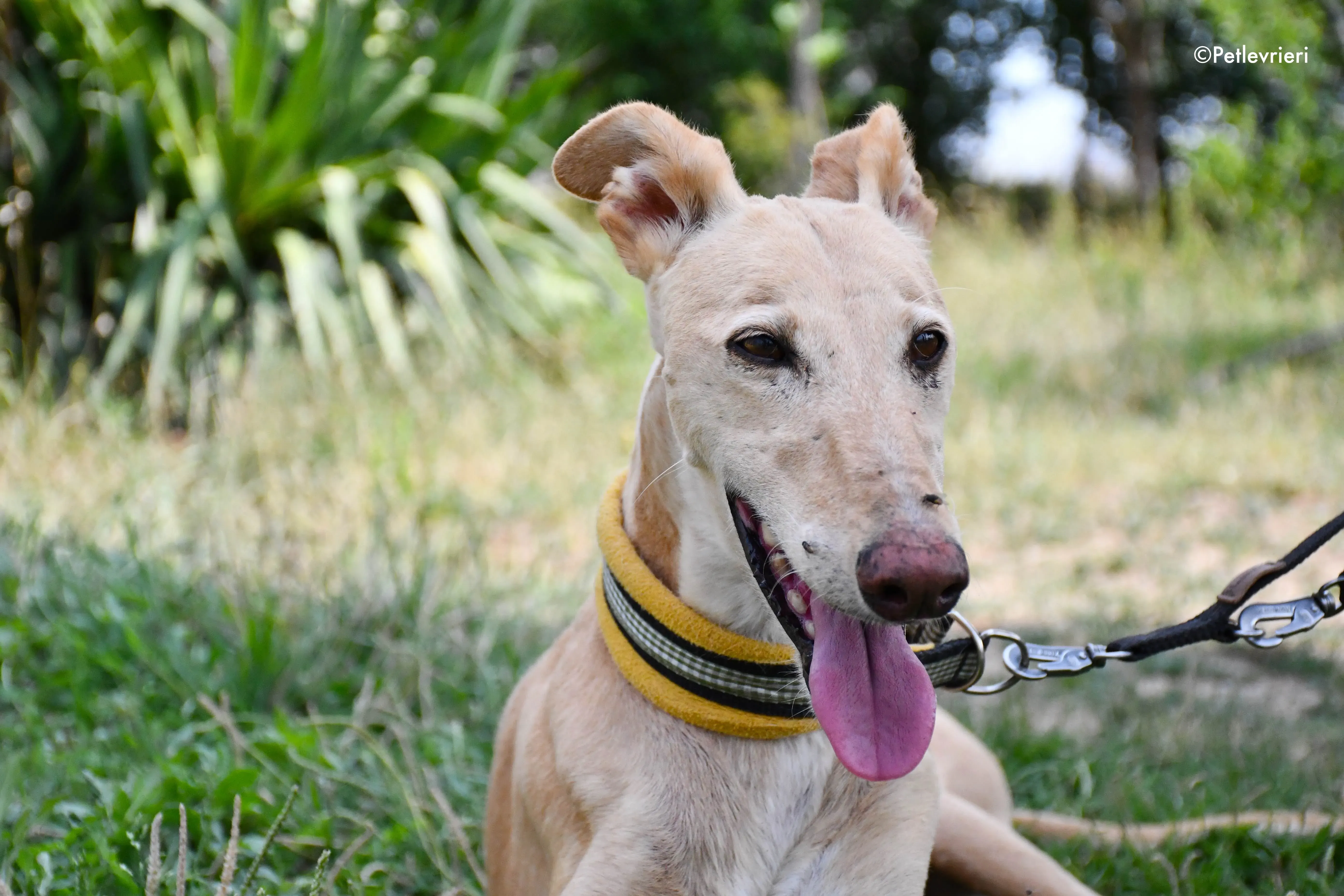 india adozione levrieri galgo 16