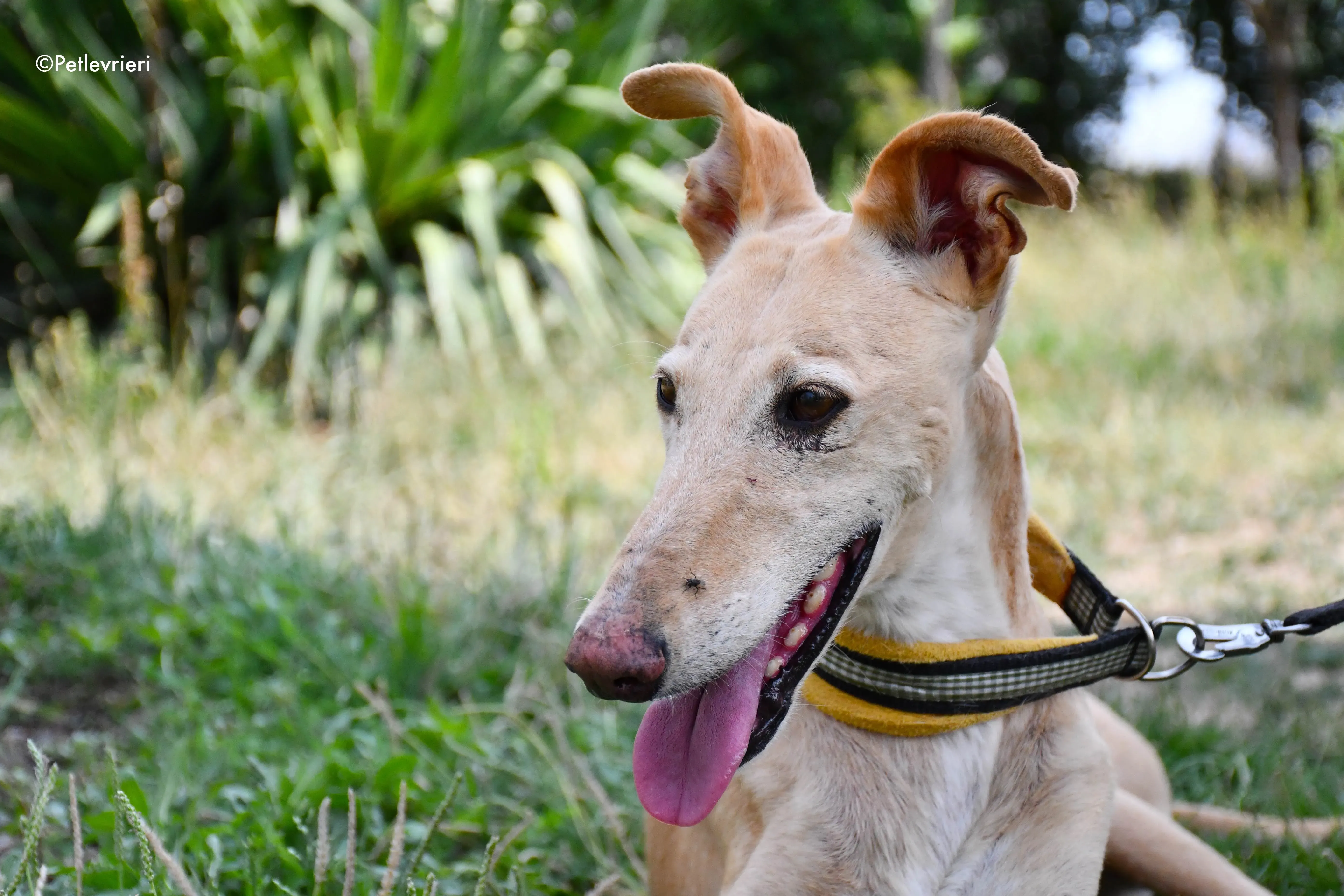 india adozione levrieri galgo 17