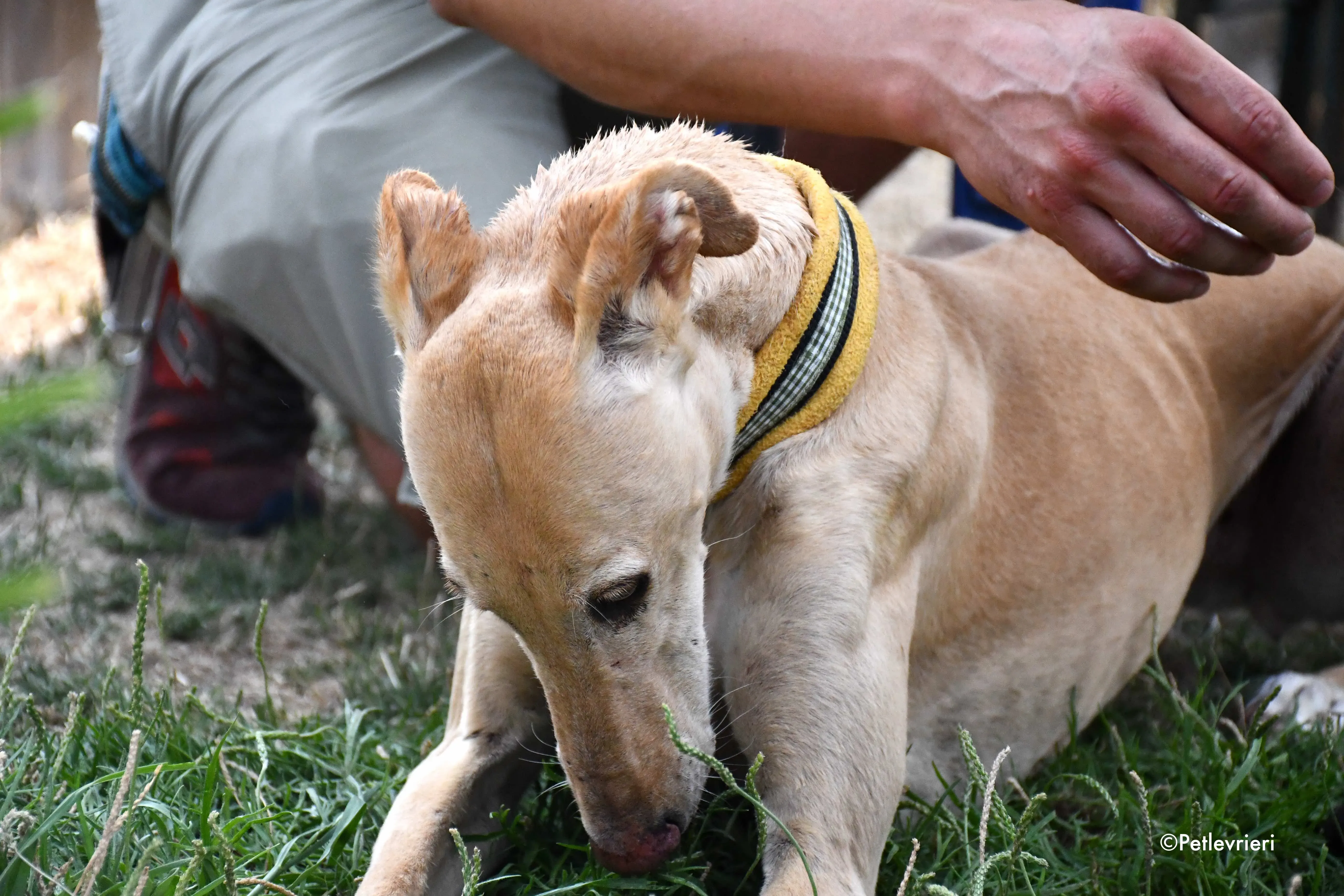 india adozione levrieri galgo 2 1