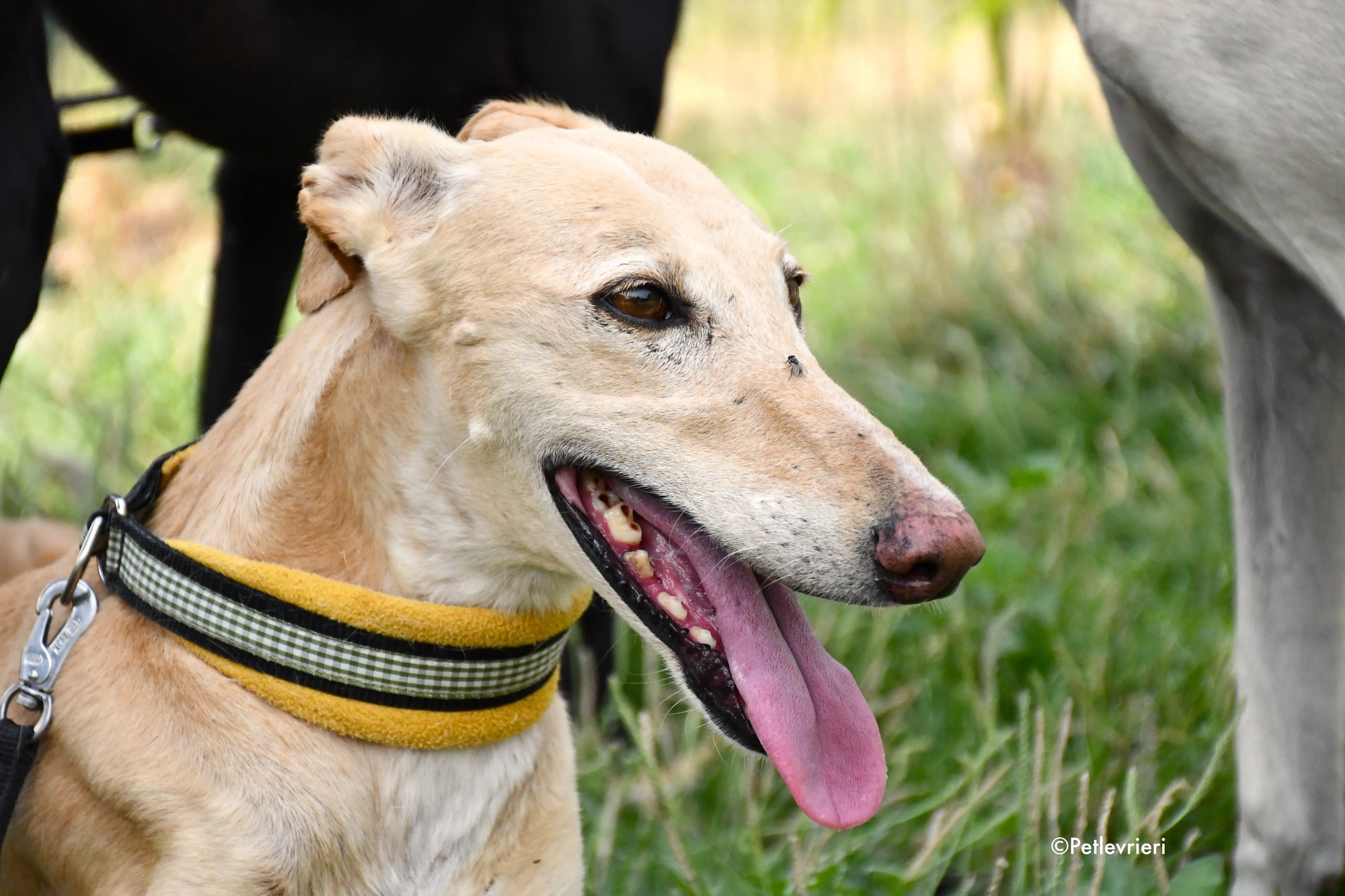 india adozione levrieri galgo 2