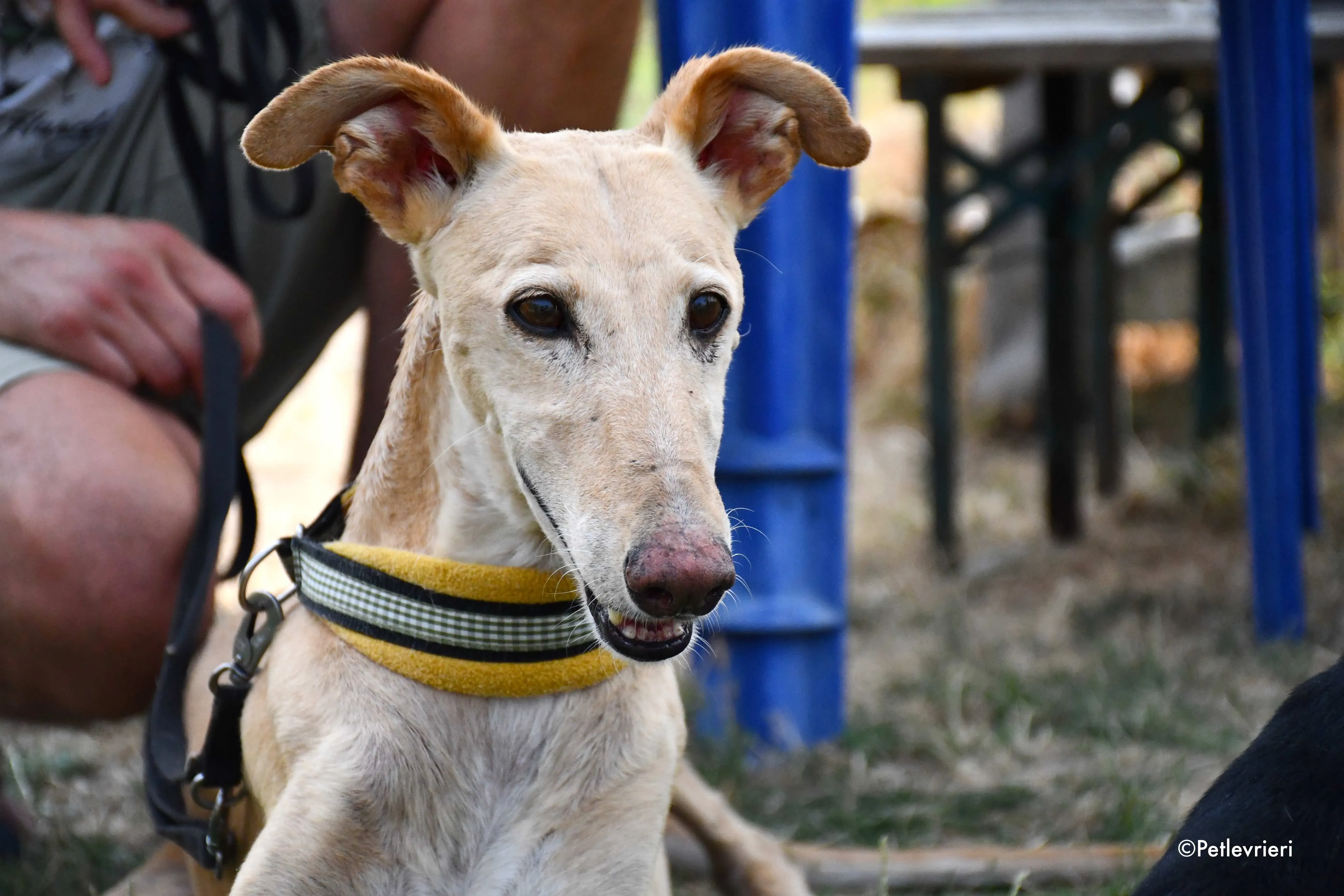 india adozione levrieri galgo 3 1