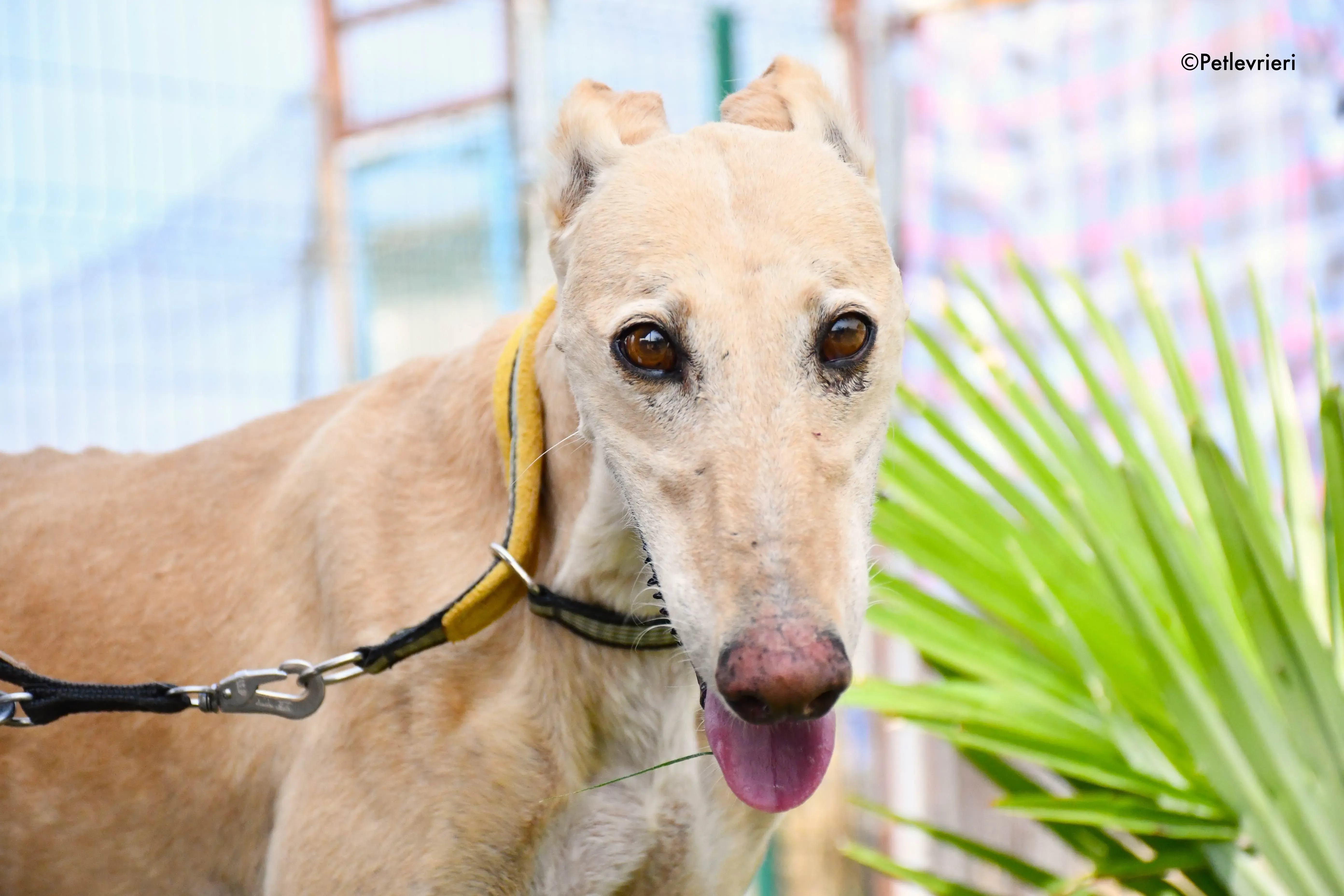 india adozione levrieri galgo 4