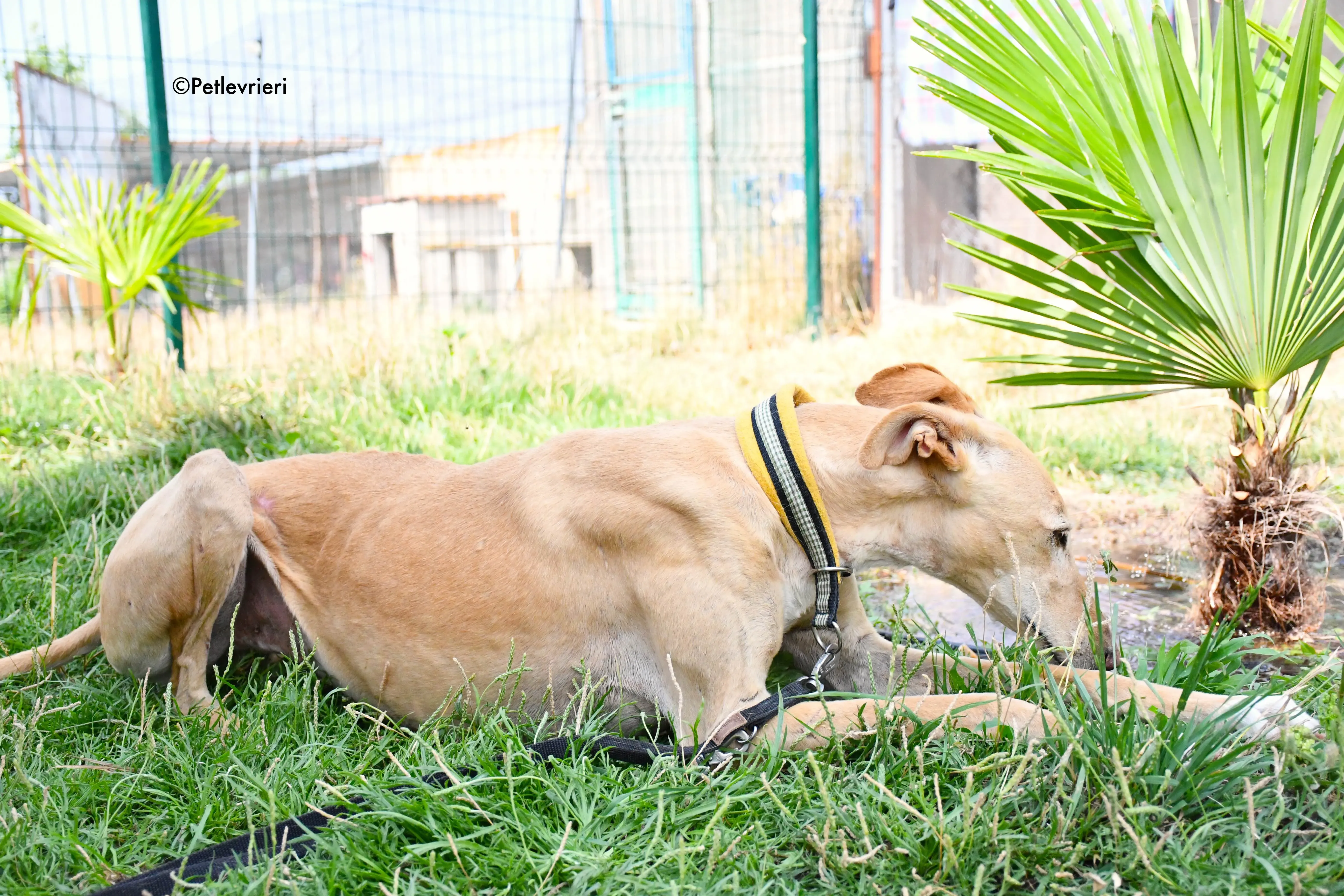 india adozione levrieri galgo 6