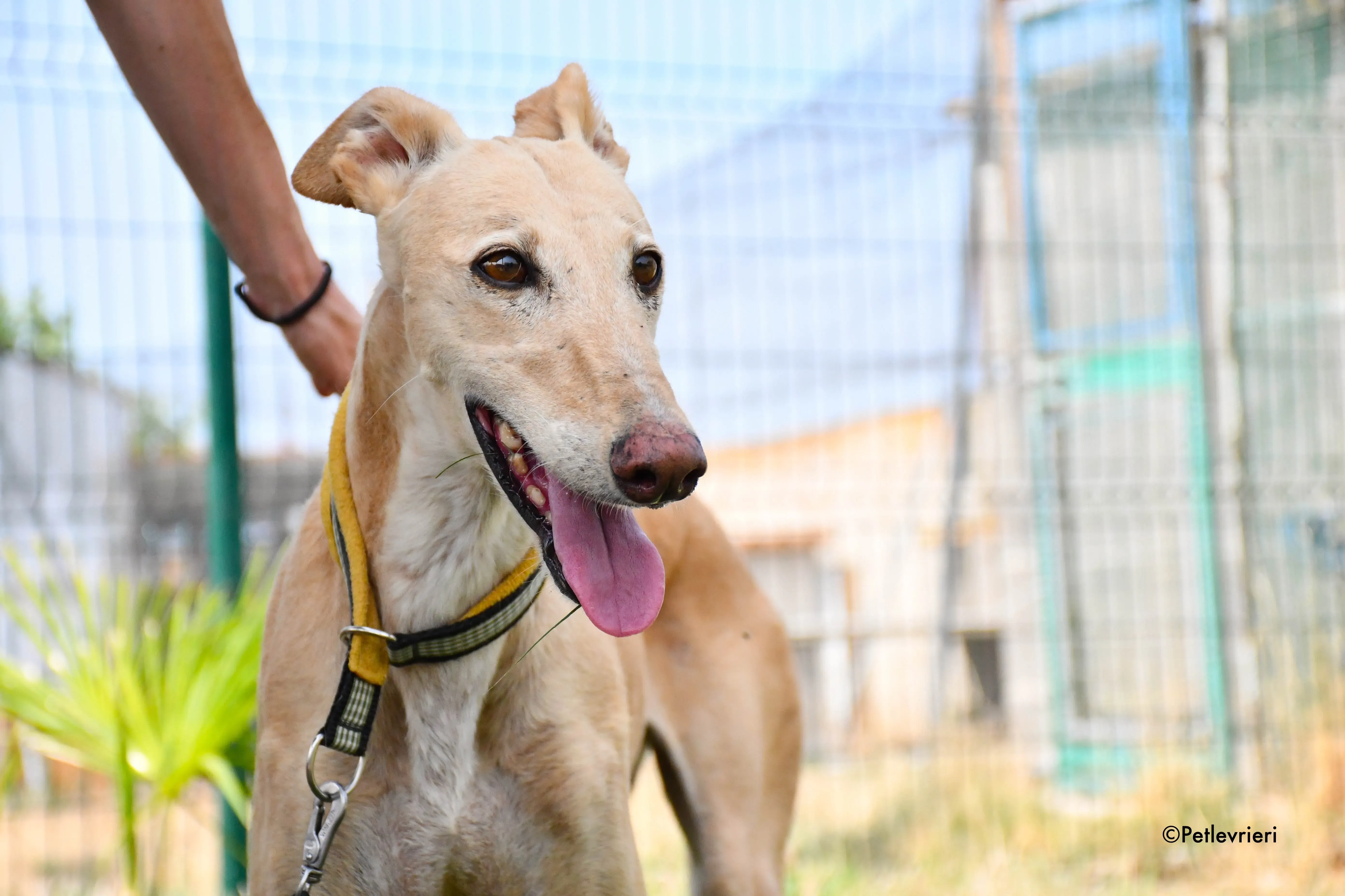 india adozione levrieri galgo 7