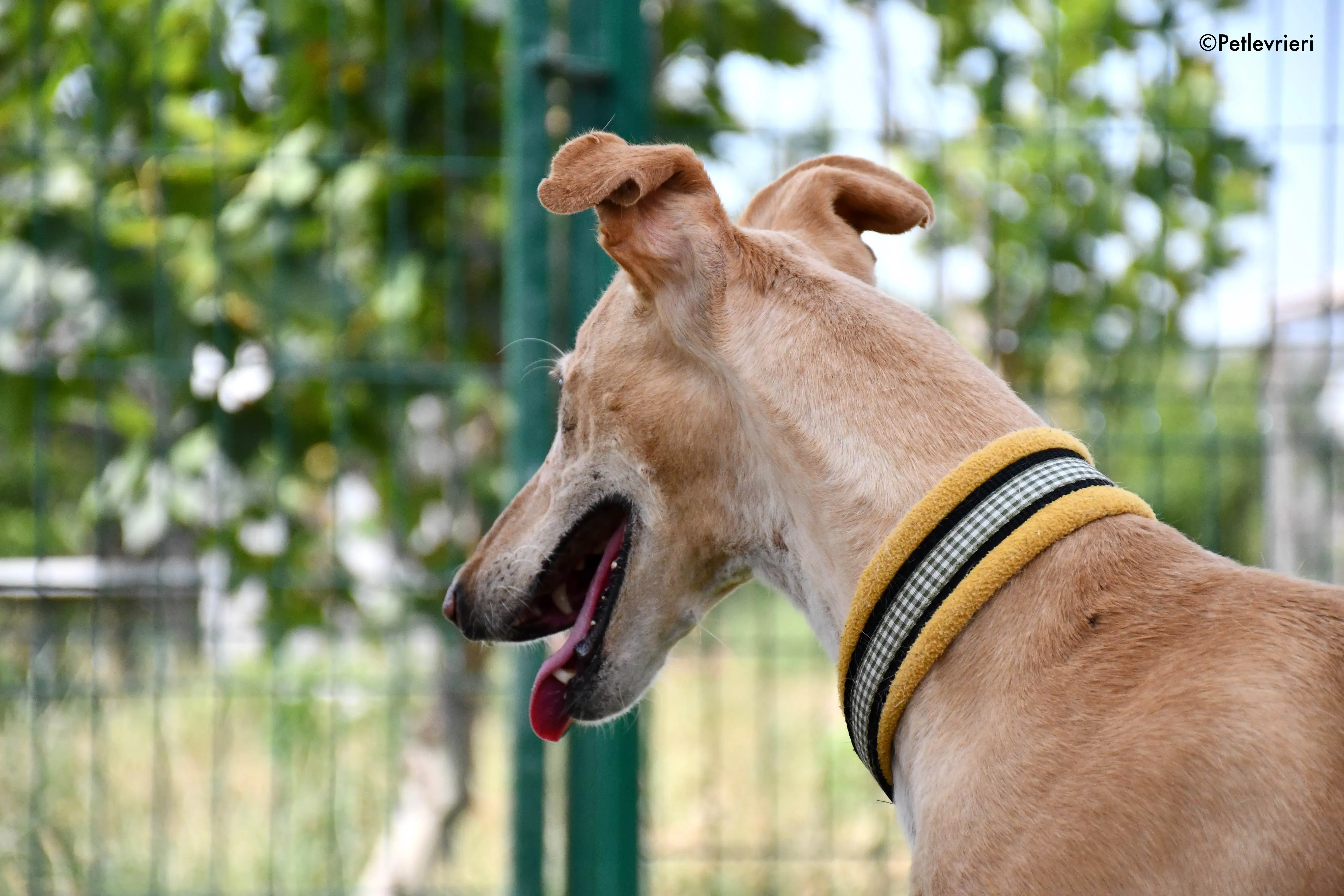 india adozione levrieri galgo 8