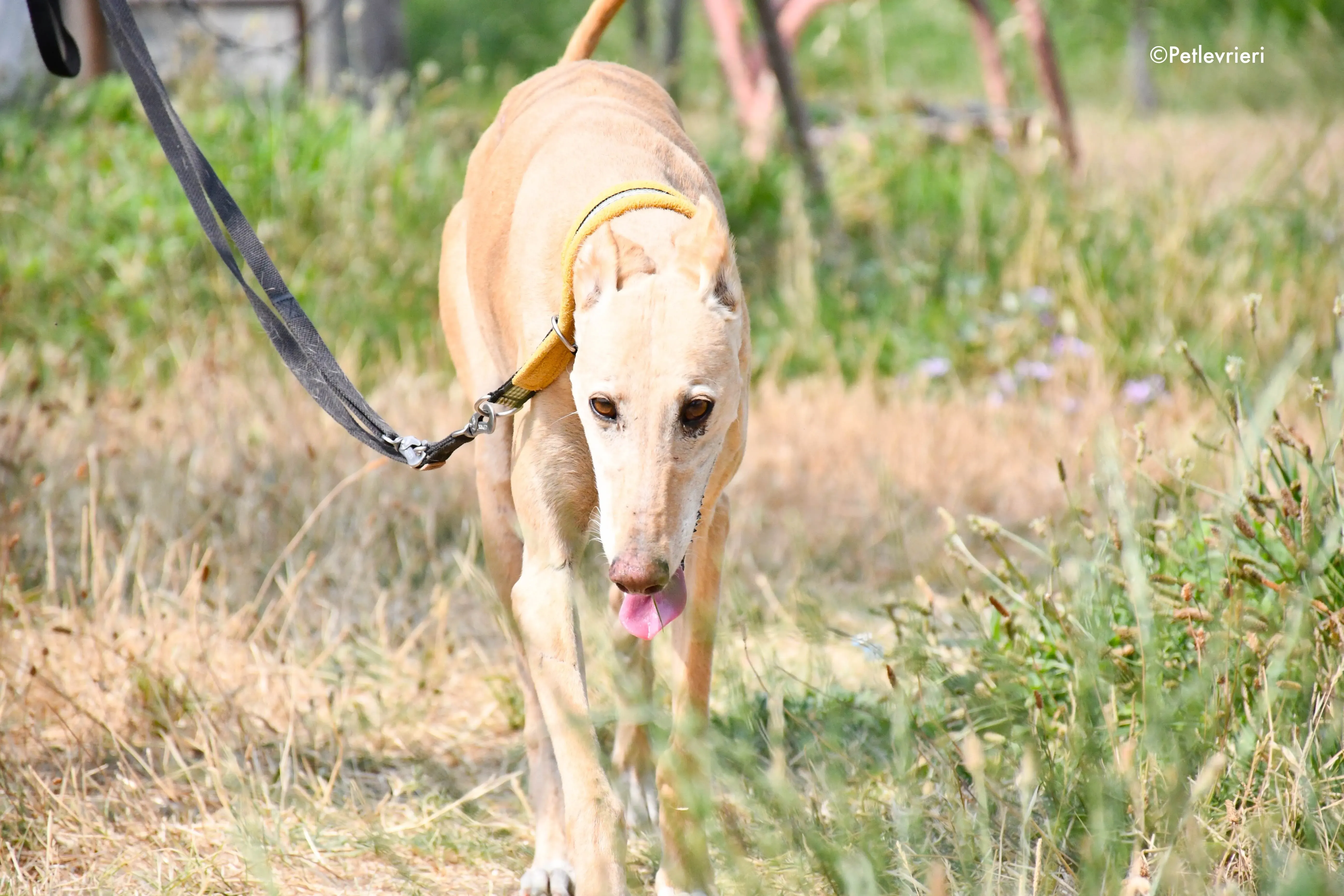 india adozione levrieri galgo 9