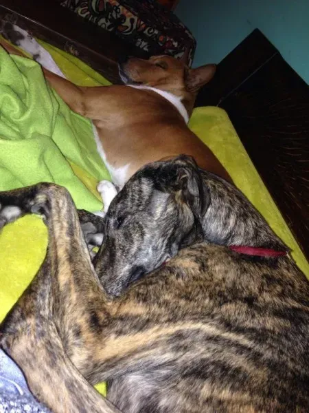 india e il cuscino basenjo