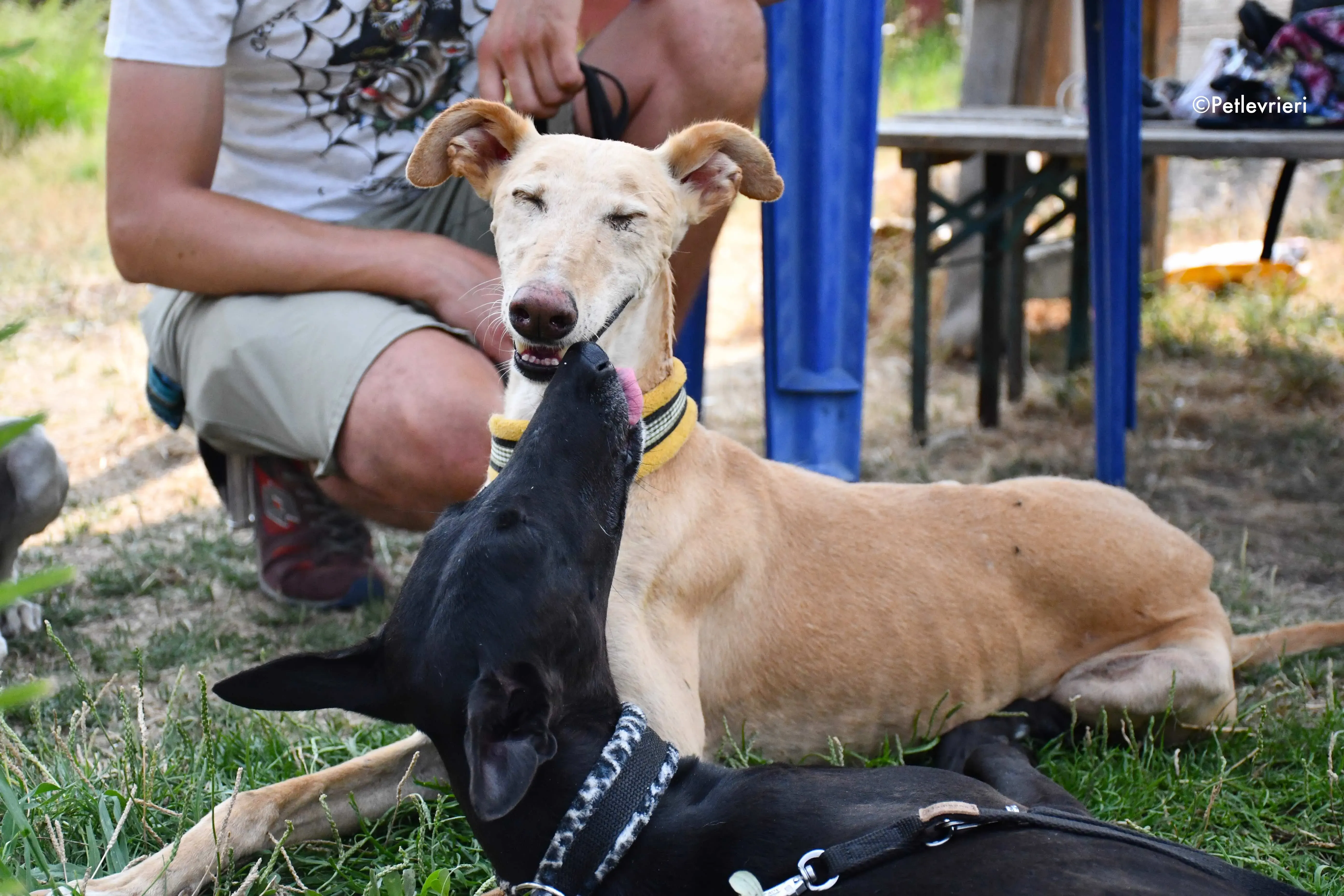 india soraya adozione levrieri galgo 