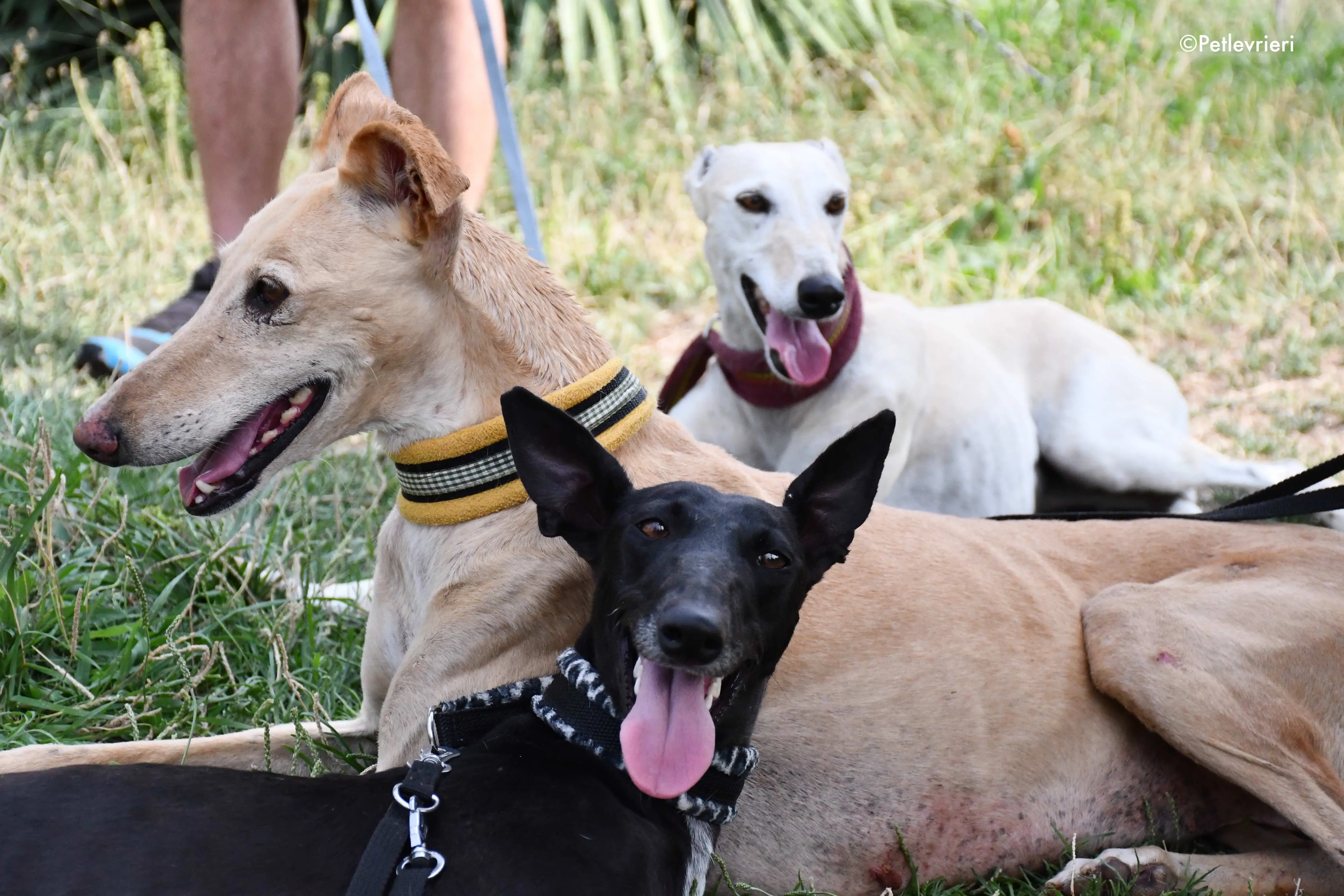 india soraya white moon adozione levrieri galgo 1