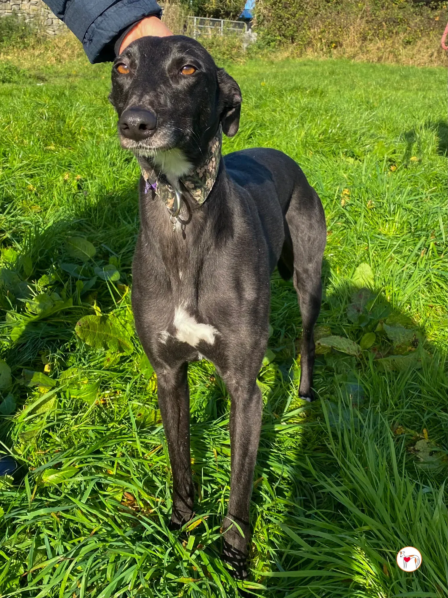 ingles grey adozione 01