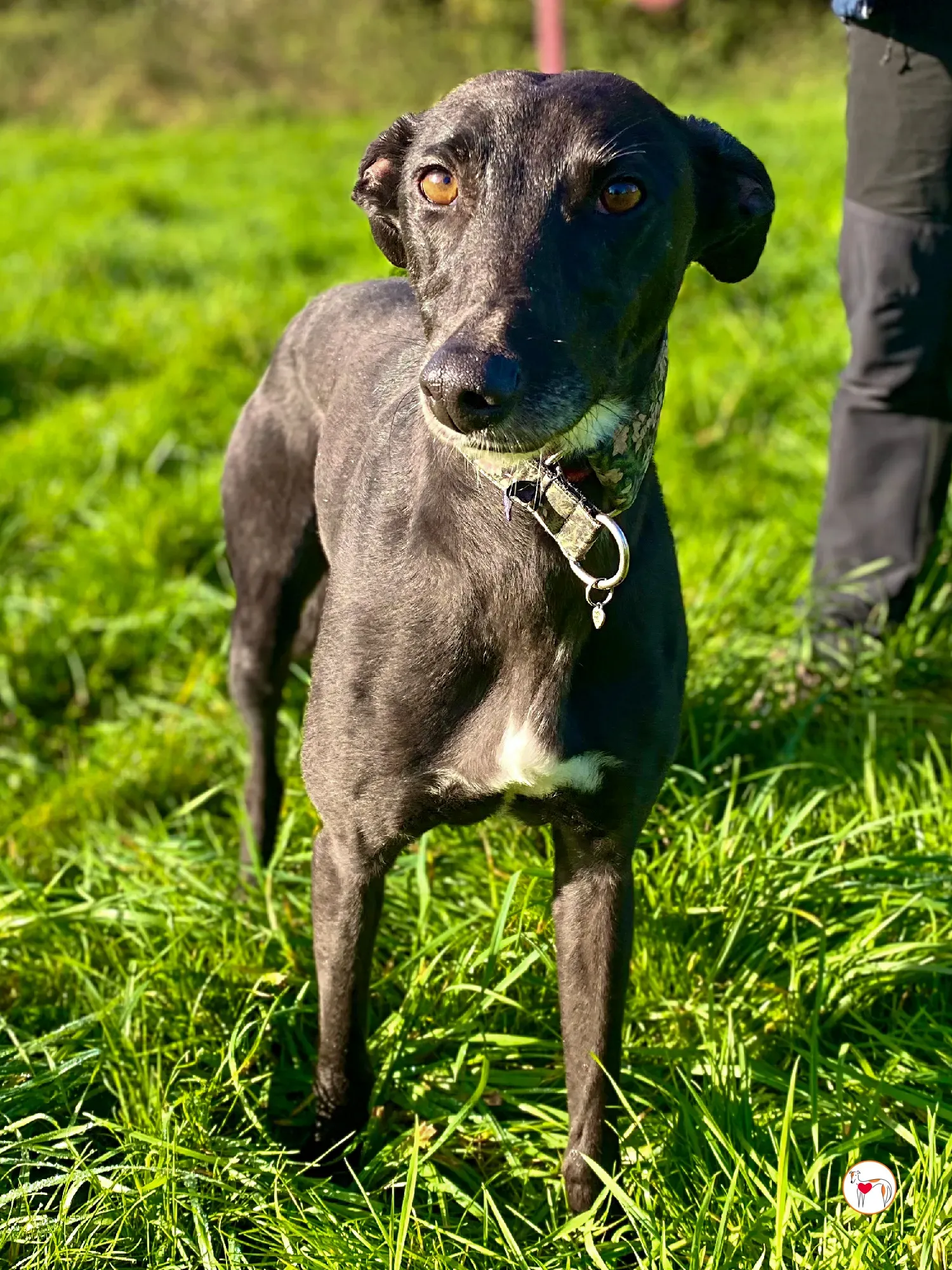 ingles grey adozione 02