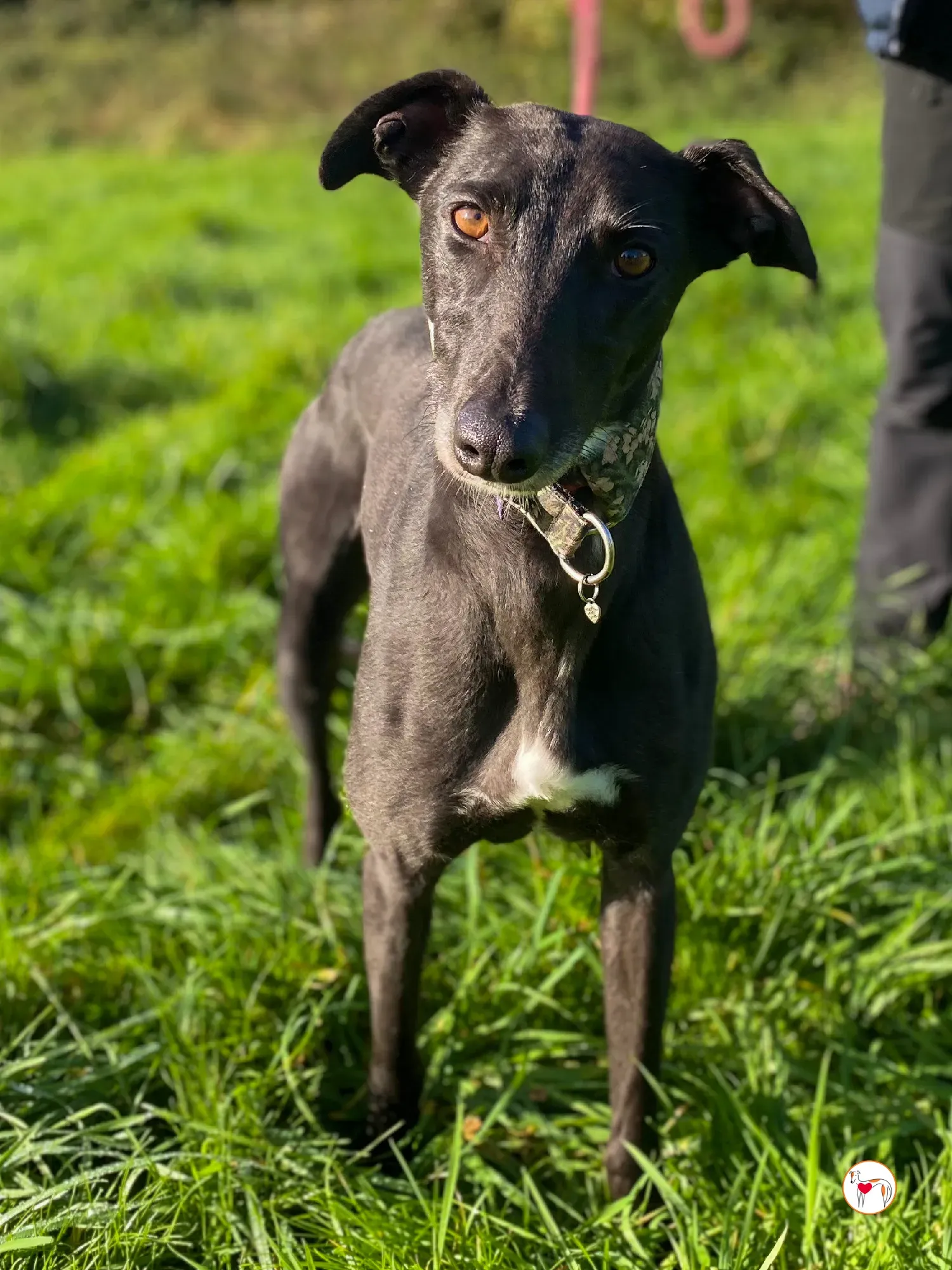 ingles grey adozione 03