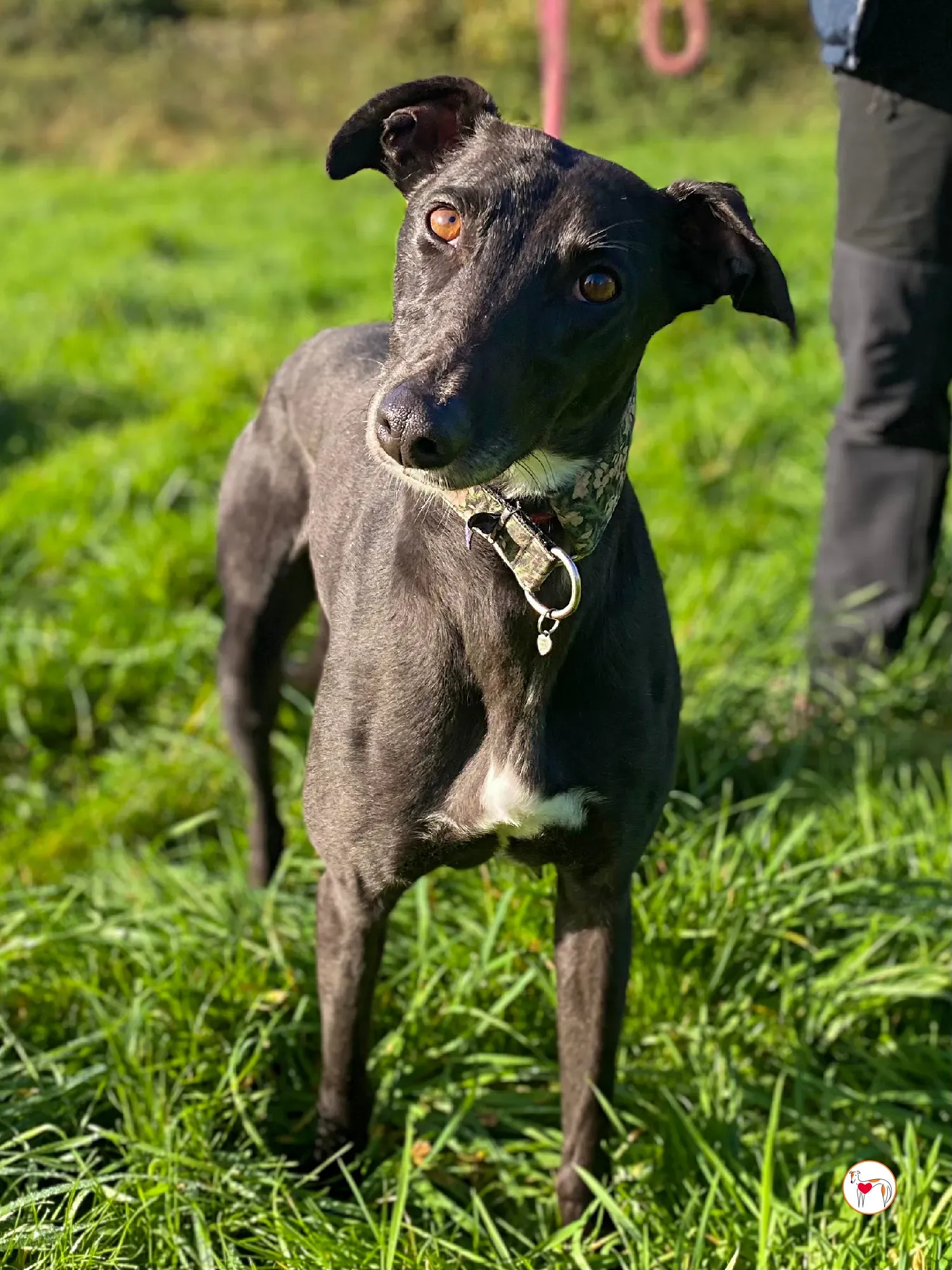 ingles grey adozione 04