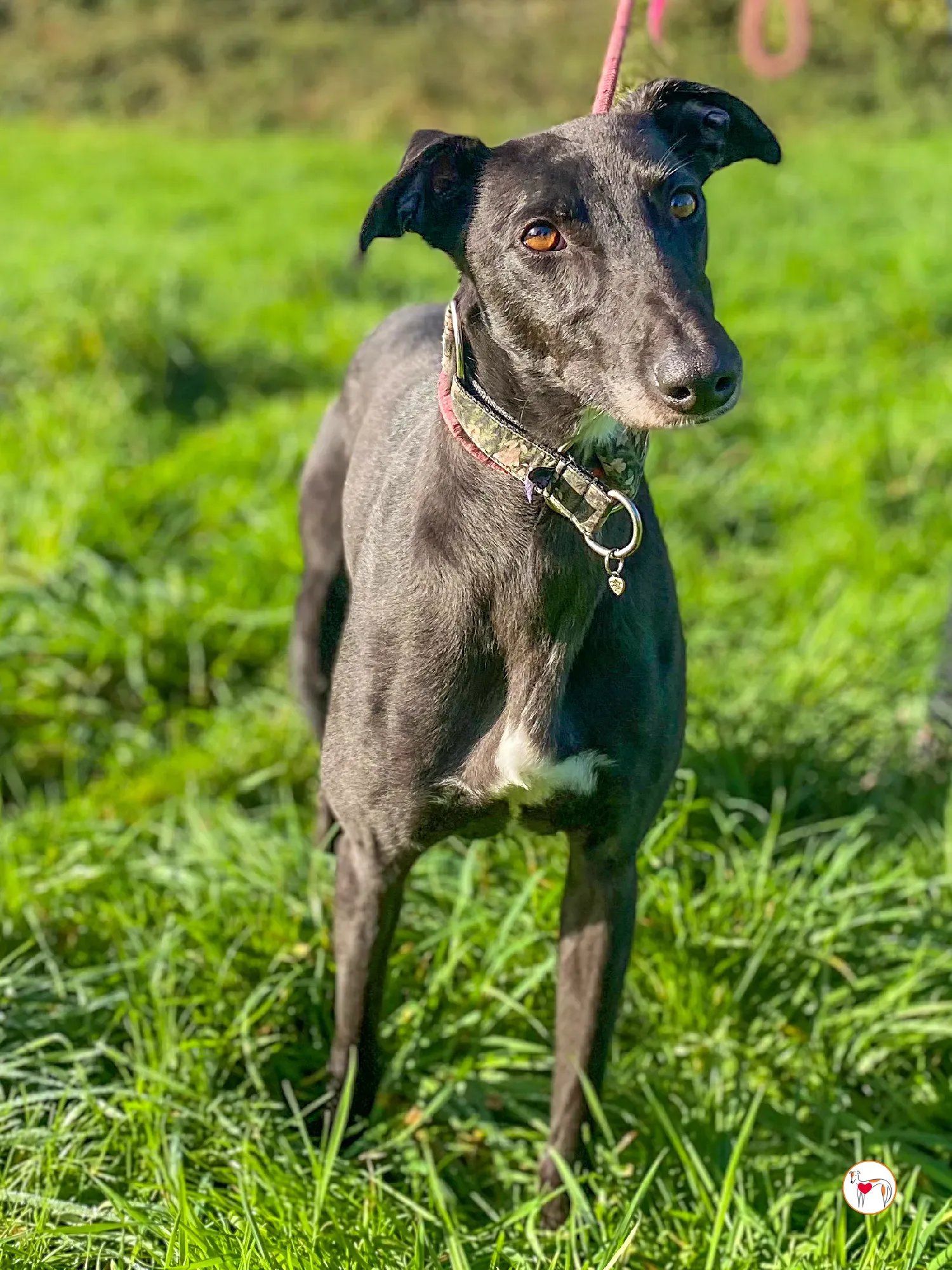 ingles grey adozione 05