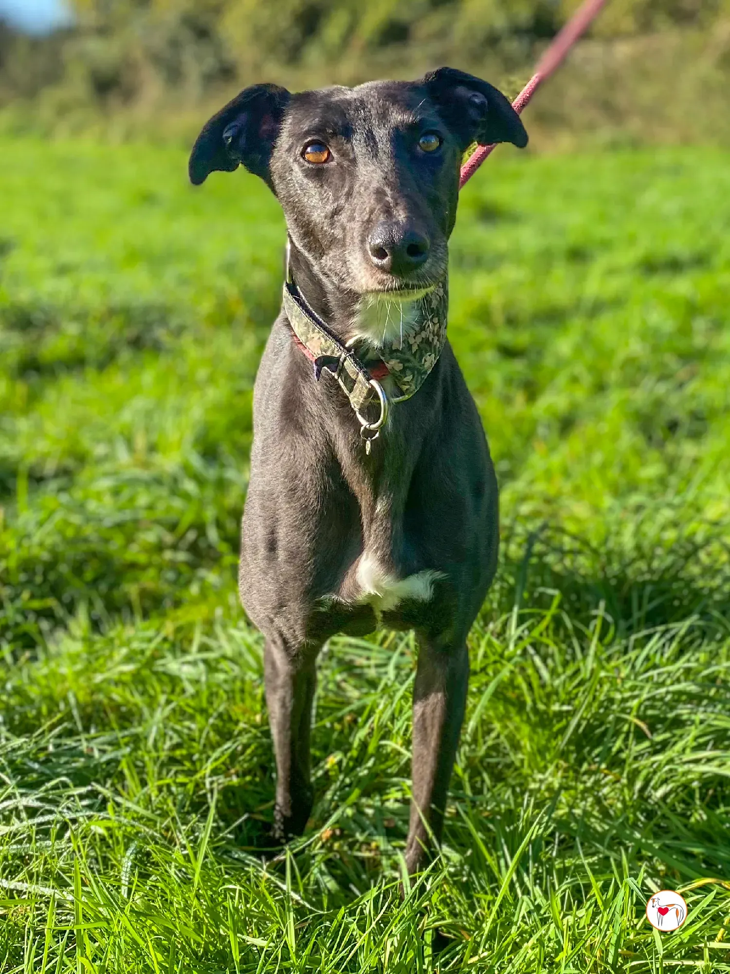 ingles grey adozione 06