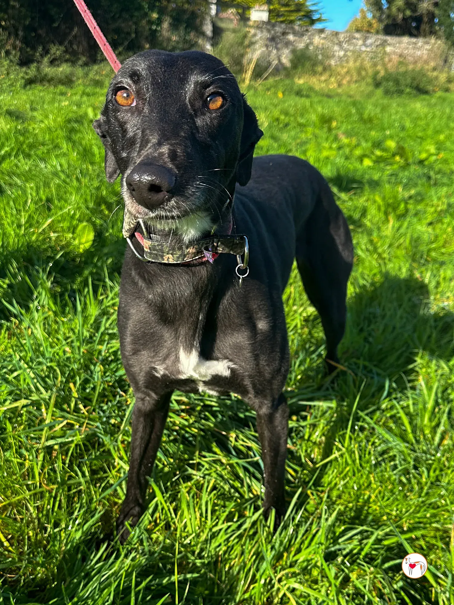 ingles grey adozione 07