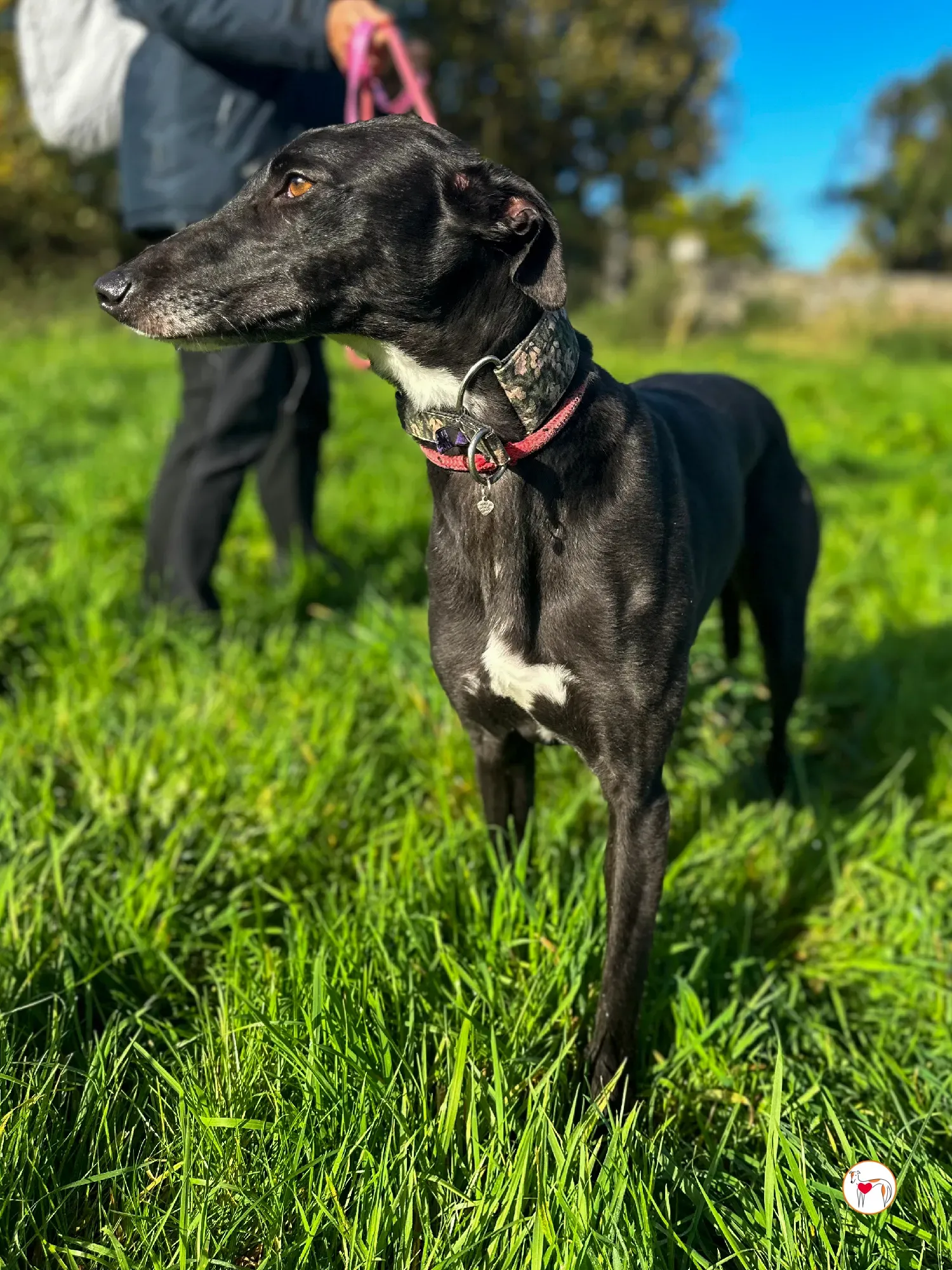 ingles grey adozione 09