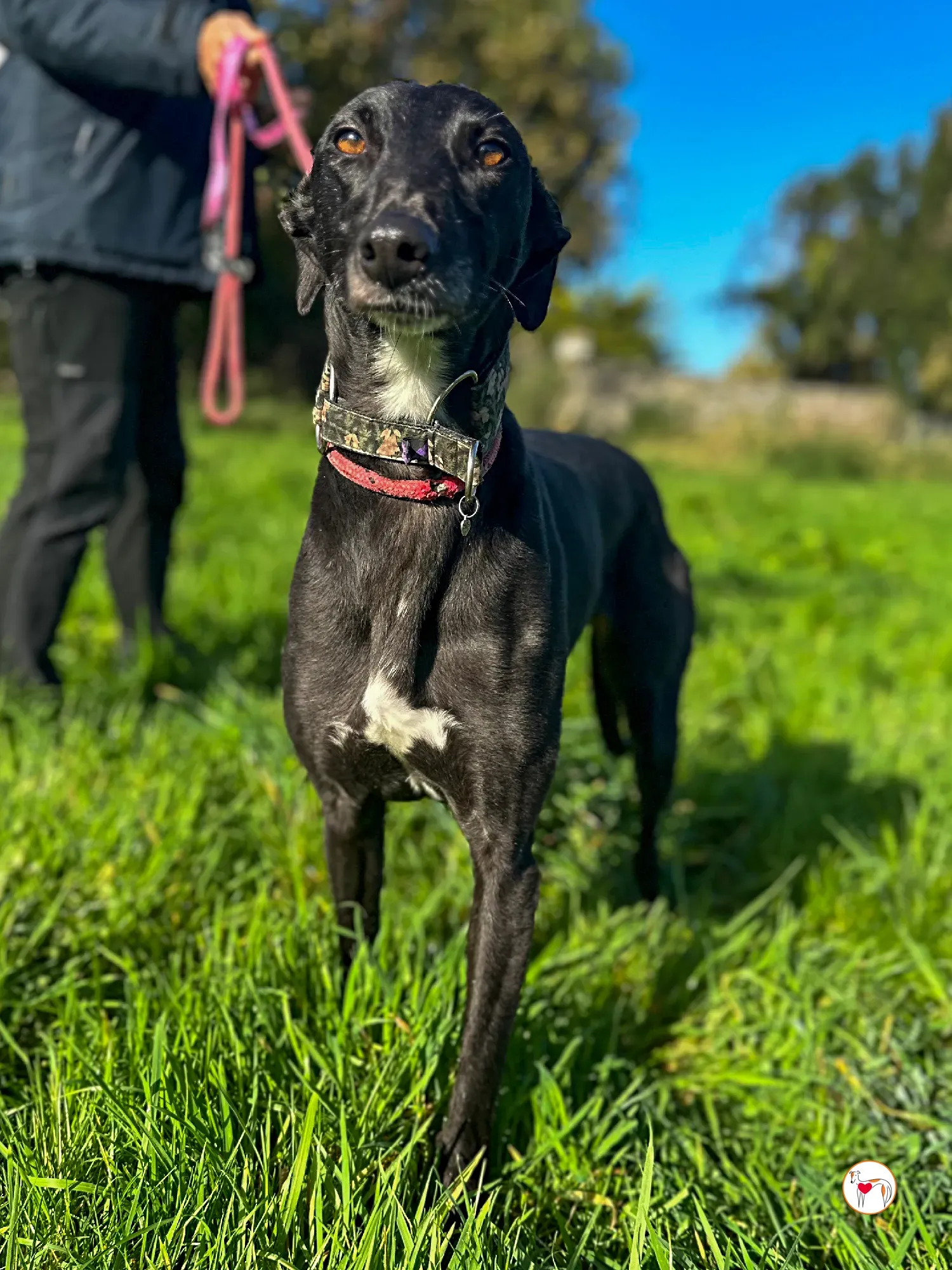 ingles grey adozione 10