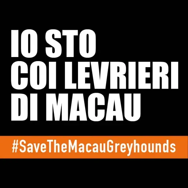 io sto con i levrieri di macau AVATAR TWITTER ita