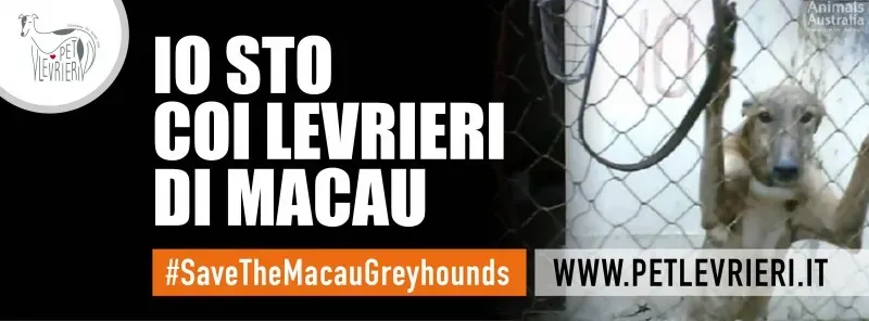 io sto con i levrieri di macau FB ita