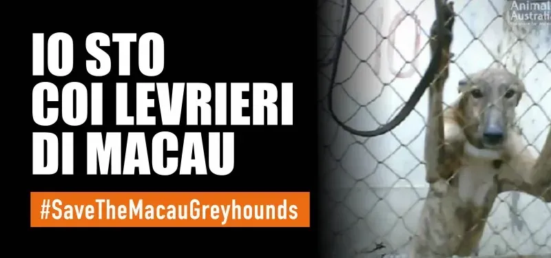 io sto con i levrieri di macau SITO ita