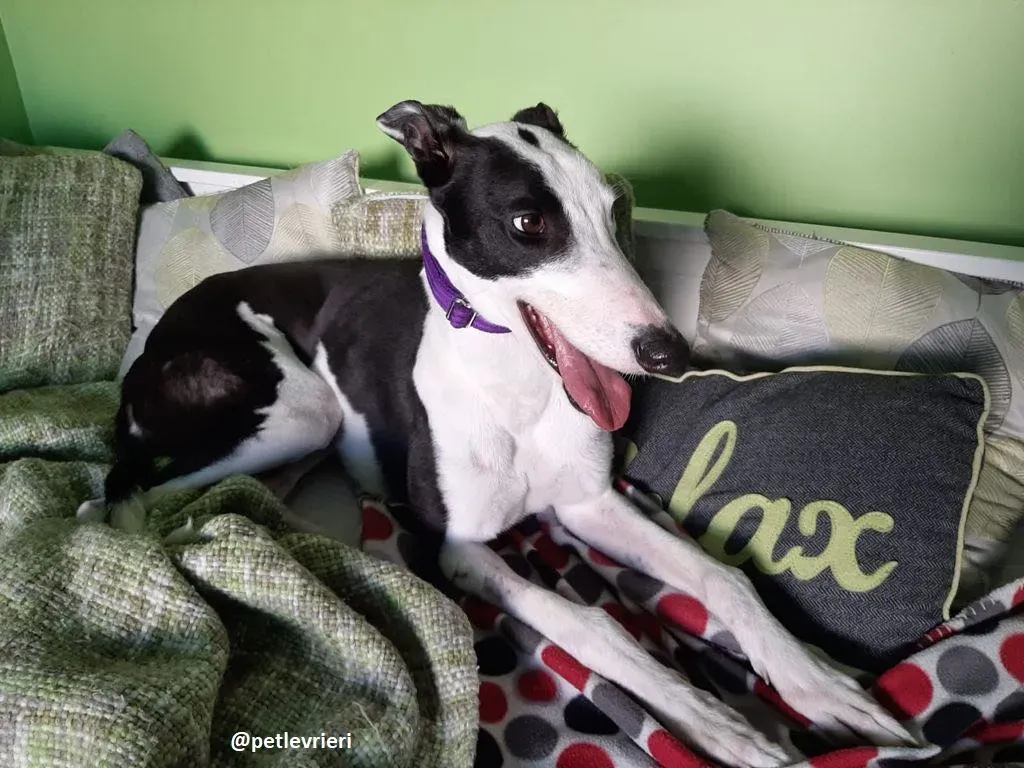 iris adozione greyhound 1 1