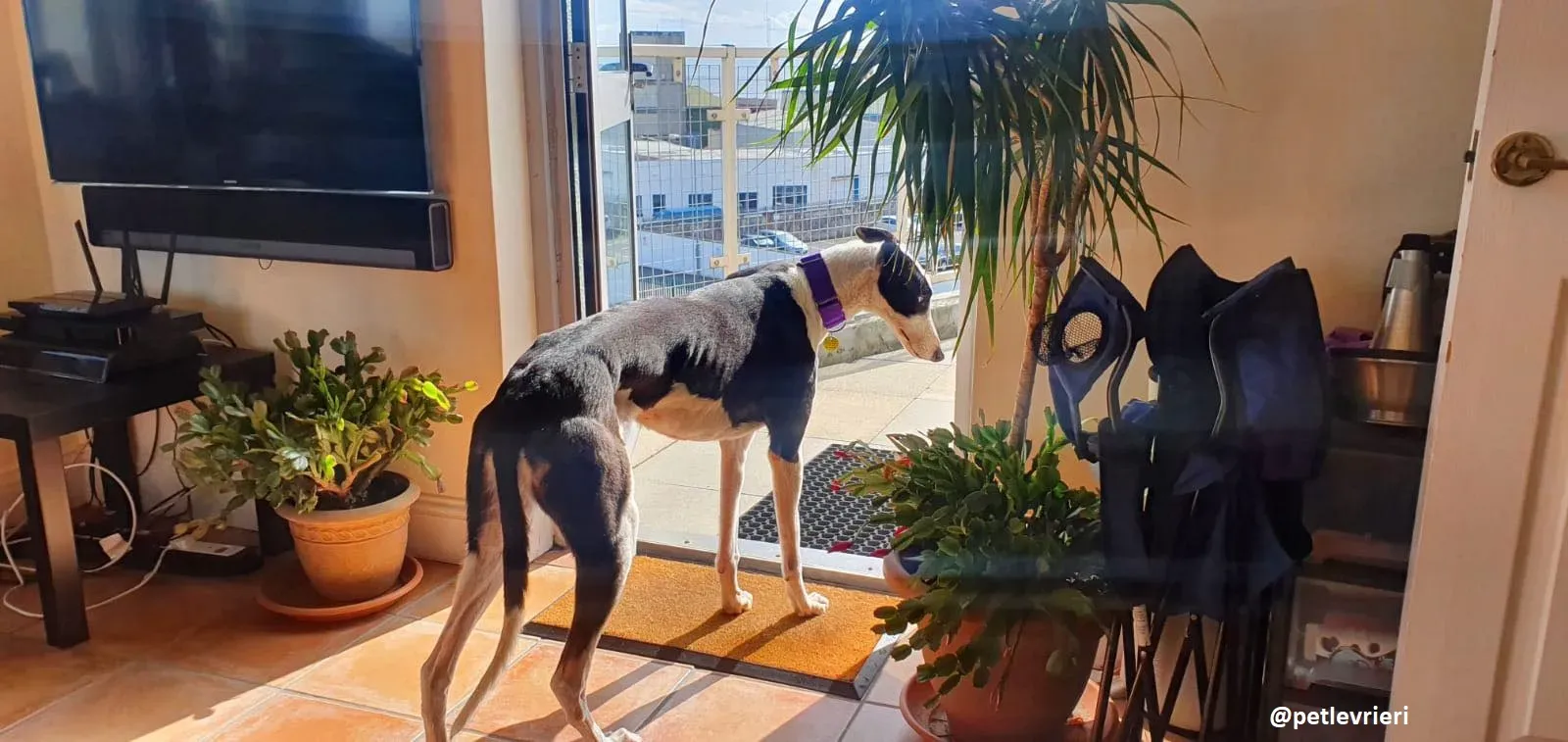 iris adozione greyhound 1