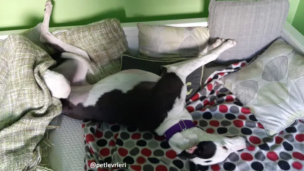 iris adozione greyhound 2 1