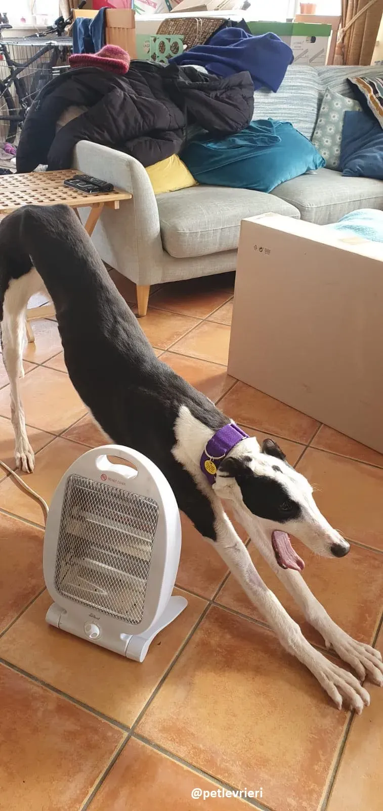 iris adozione greyhound 2