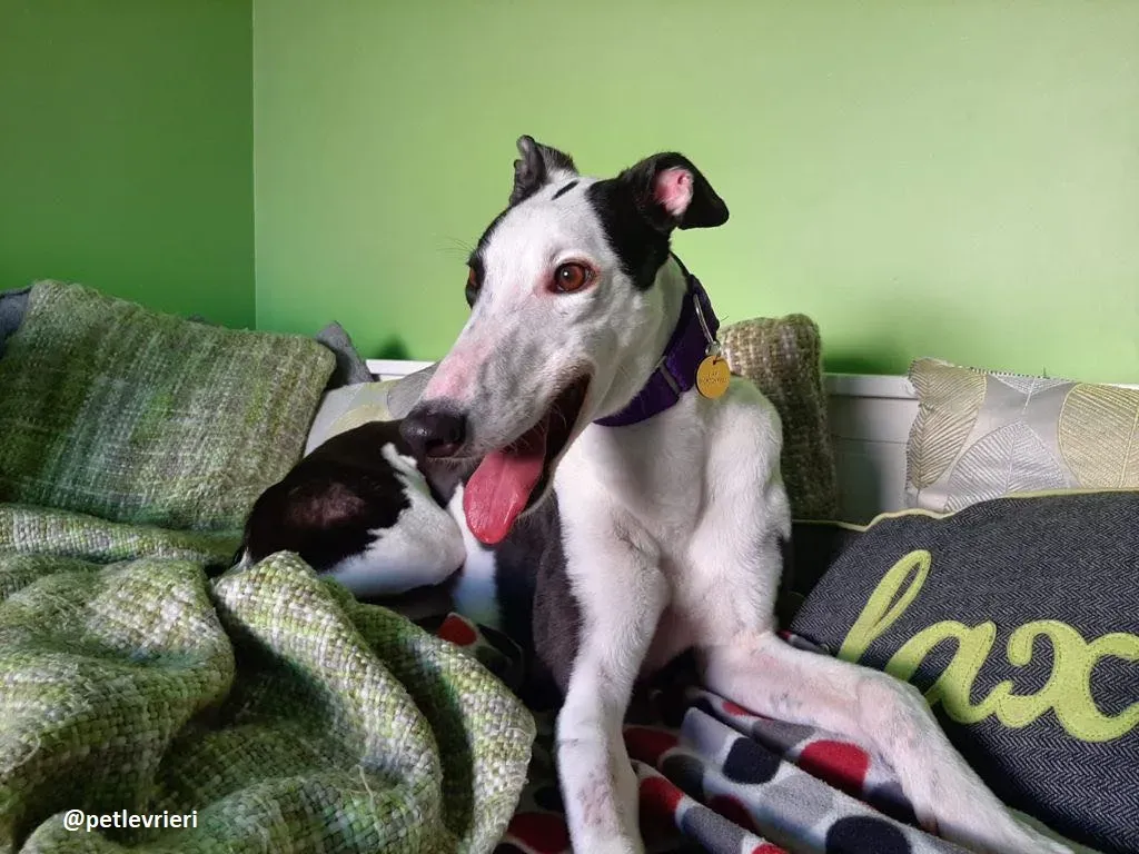 iris adozione greyhound 3 1