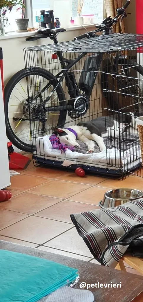 iris adozione greyhound 3