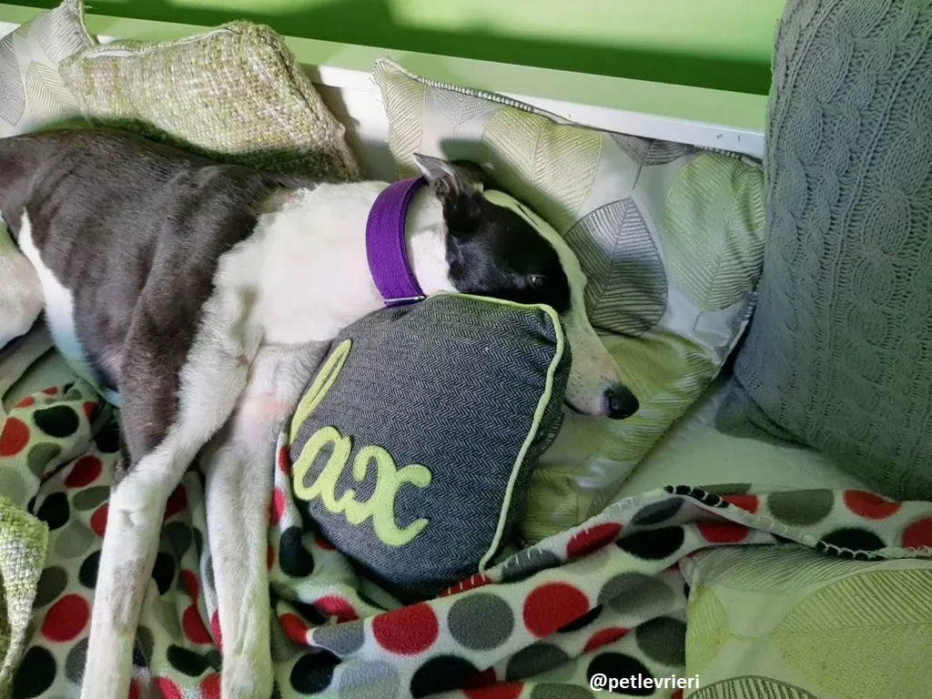 iris adozione greyhound 4