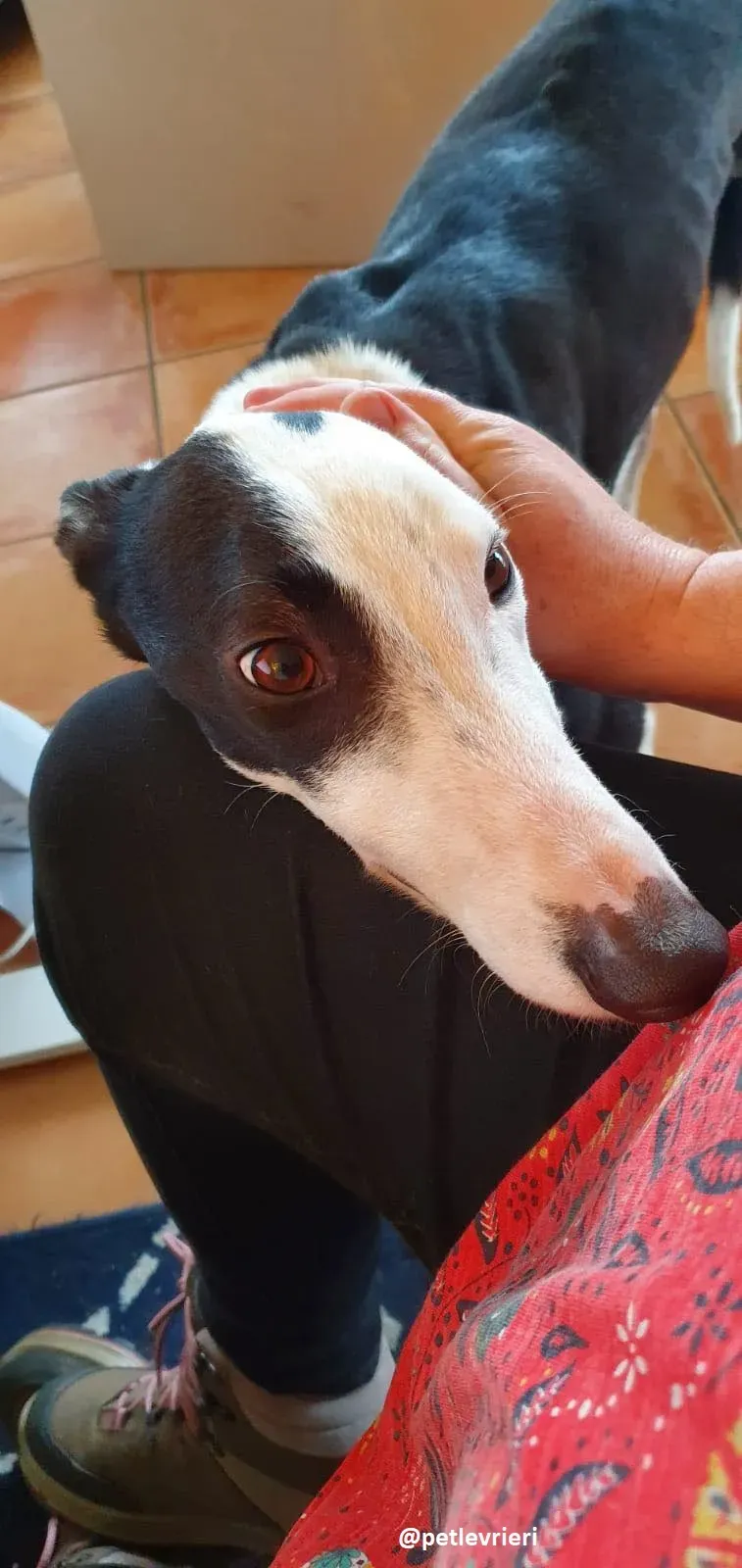 iris adozione greyhound