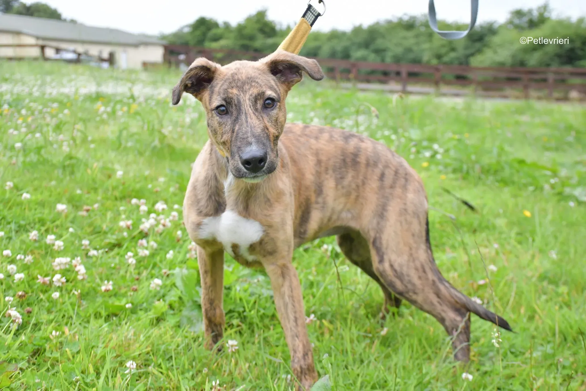 iris adozione levrieri greyhound 1 1