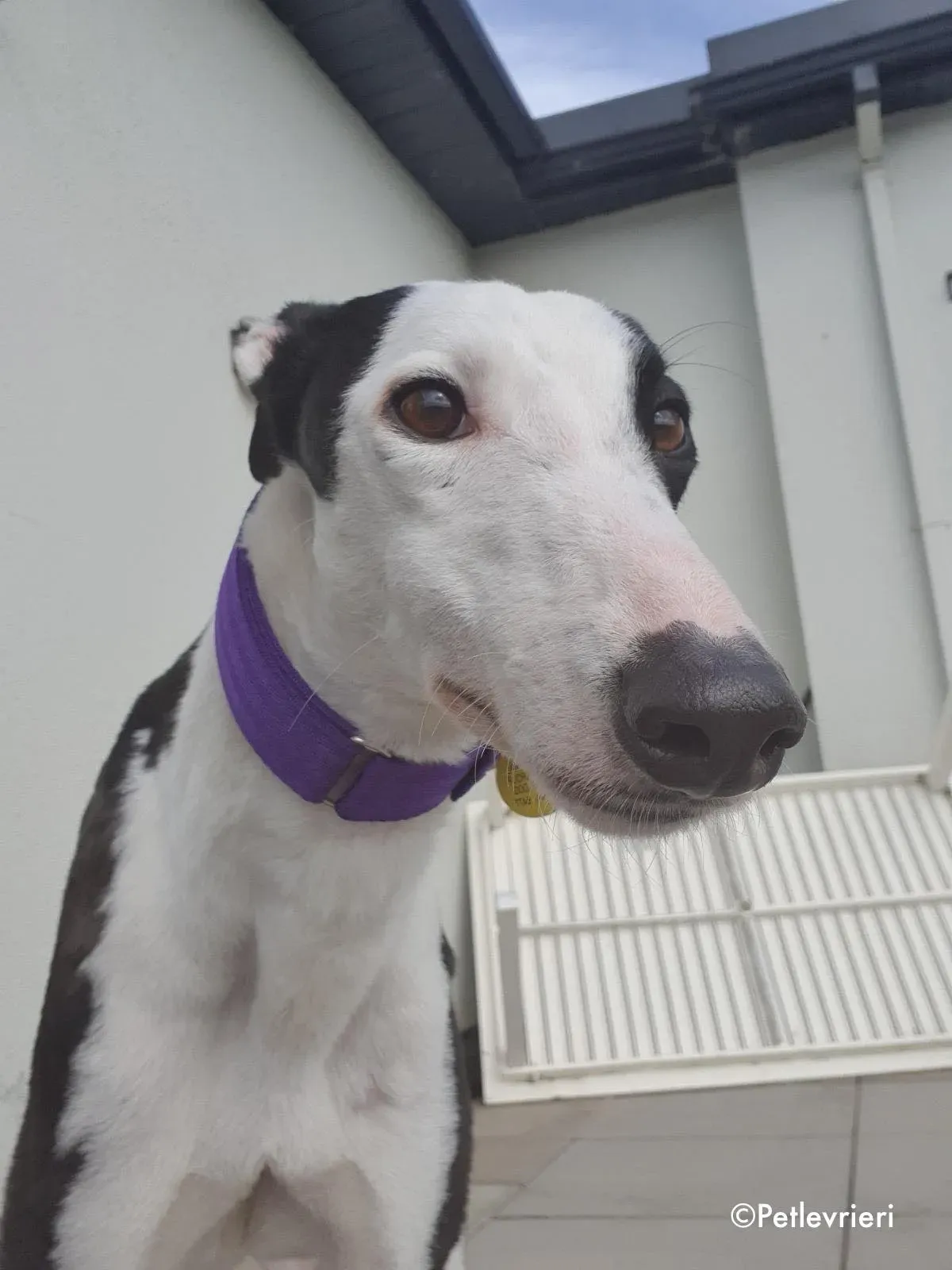 iris adozione levrieri greyhound 2 1