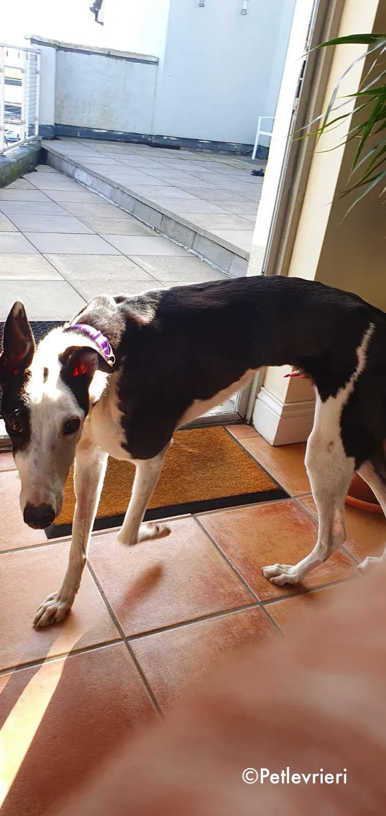 iris adozione levrieri greyhound 3 1