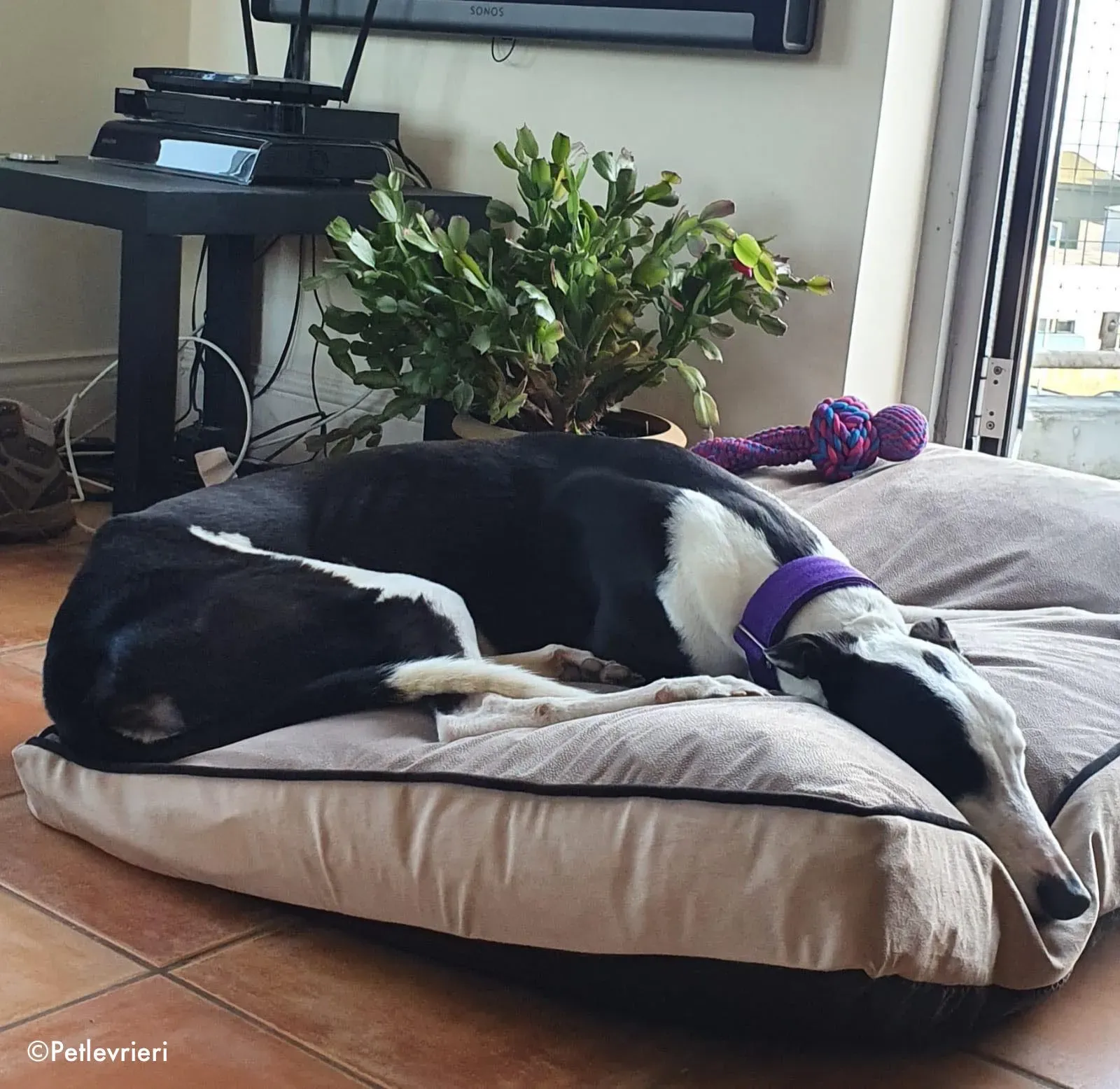 iris adozione levrieri greyhound 4 1