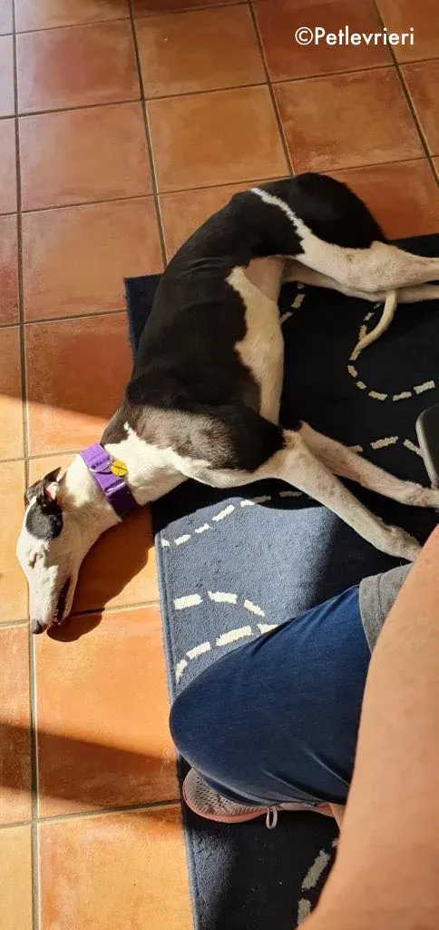 iris adozione levrieri greyhound 6 1